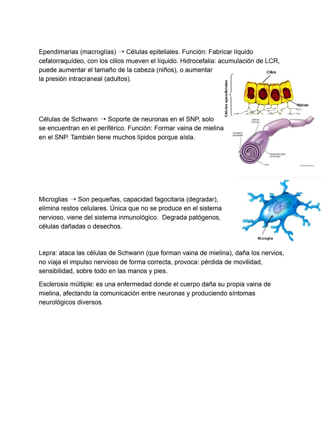 El Sistema Nervioso
El sistema nervioso es, junto al endocrino, uno de los sistemas de integración funcional
del organismo. (trabajan juntos