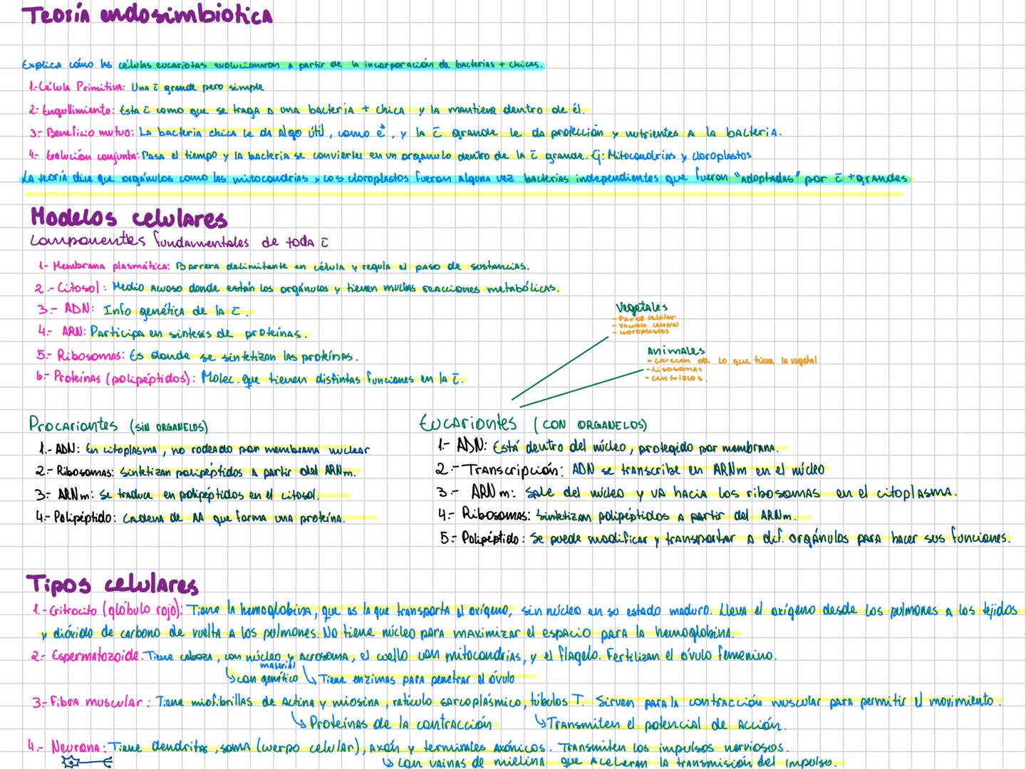Teoria endosimbiotica
Explica cómo las células eucariotas evolucionaron a partir de la incorporación de bacterias + chicas.
1-Célula Primiti