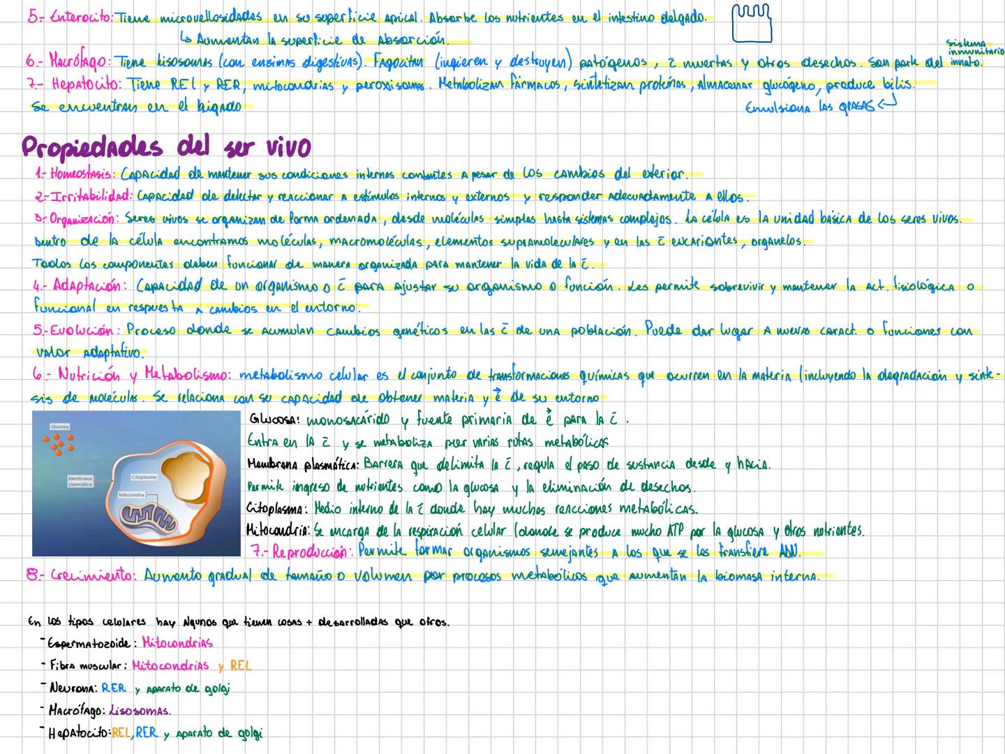 Teoria endosimbiotica
Explica cómo las células eucariotas evolucionaron a partir de la incorporación de bacterias + chicas.
1-Célula Primiti