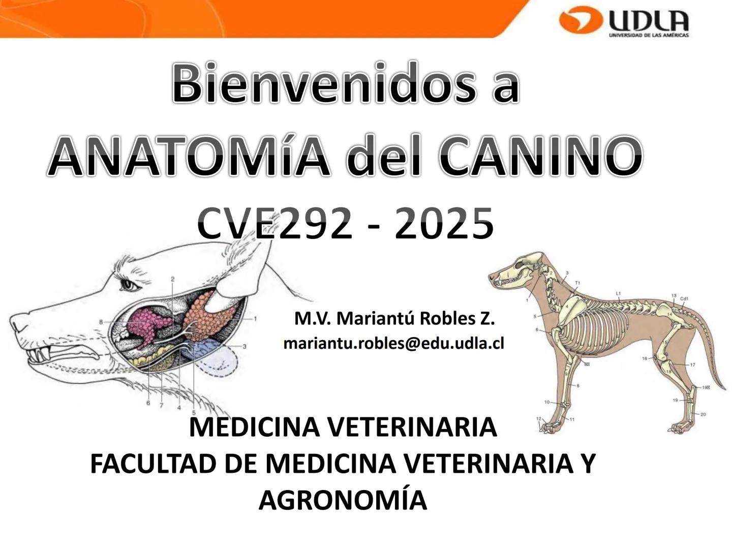 UDLA
UNIVERSIDAD DE LAS AMÉRICAS
Bienvenidos a
ANATOMÍA del CANINO
CVE292 - 2025
M.V. Mariantú Robles Z.
mariantu.robles@edu.udla.cl
MEDICIN