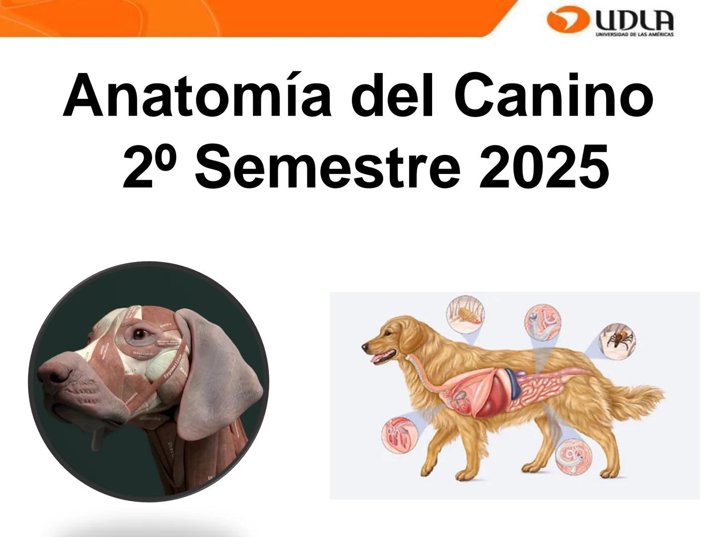 UDLA
UNIVERSIDAD DE LAS AMÉRICAS
Bienvenidos a
ANATOMÍA del CANINO
CVE292 - 2025
M.V. Mariantú Robles Z.
mariantu.robles@edu.udla.cl
MEDICIN