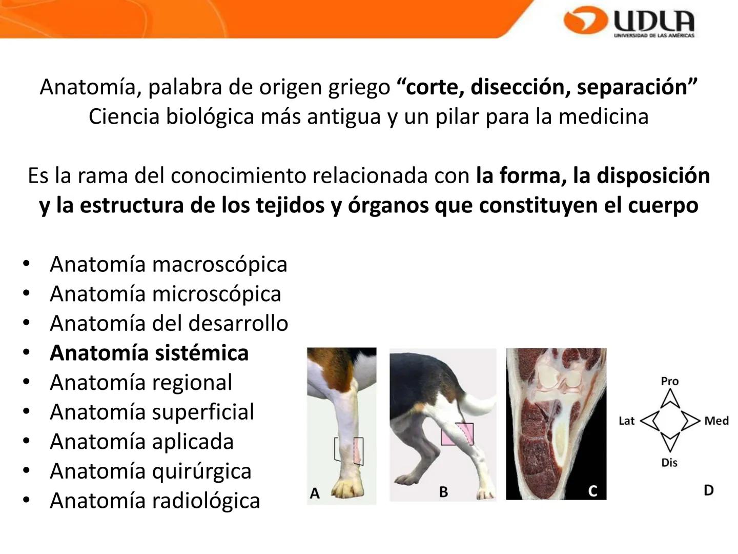 UDLA
UNIVERSIDAD DE LAS AMÉRICAS
Bienvenidos a
ANATOMÍA del CANINO
CVE292 - 2025
M.V. Mariantú Robles Z.
mariantu.robles@edu.udla.cl
MEDICIN