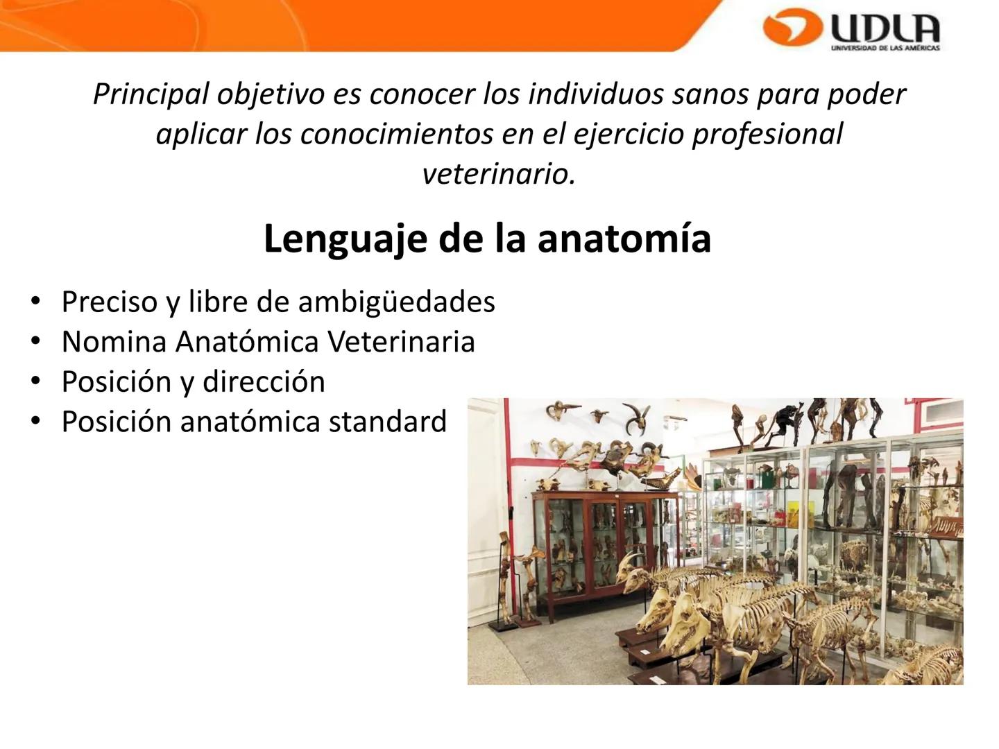 UDLA
UNIVERSIDAD DE LAS AMÉRICAS
Bienvenidos a
ANATOMÍA del CANINO
CVE292 - 2025
M.V. Mariantú Robles Z.
mariantu.robles@edu.udla.cl
MEDICIN