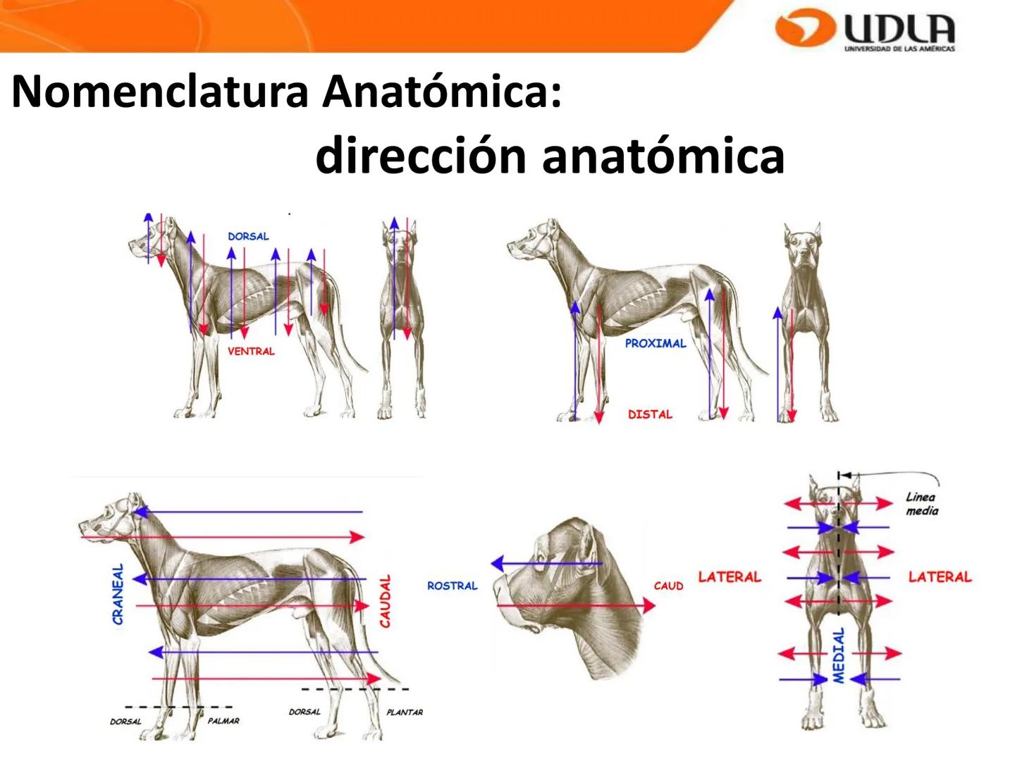 UDLA
UNIVERSIDAD DE LAS AMÉRICAS
Bienvenidos a
ANATOMÍA del CANINO
CVE292 - 2025
M.V. Mariantú Robles Z.
mariantu.robles@edu.udla.cl
MEDICIN