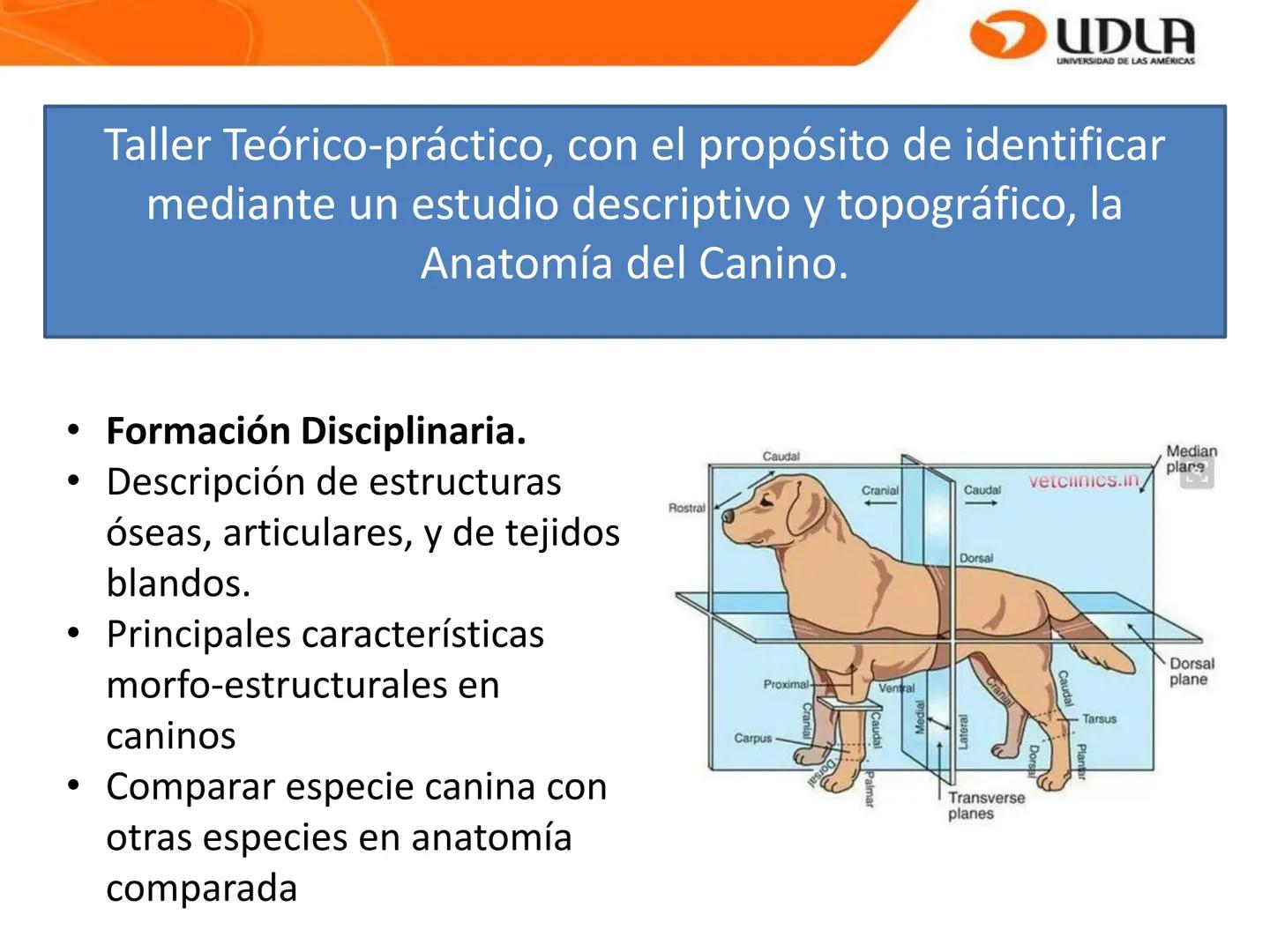 UDLA
UNIVERSIDAD DE LAS AMÉRICAS
Bienvenidos a
ANATOMÍA del CANINO
CVE292 - 2025
M.V. Mariantú Robles Z.
mariantu.robles@edu.udla.cl
MEDICIN