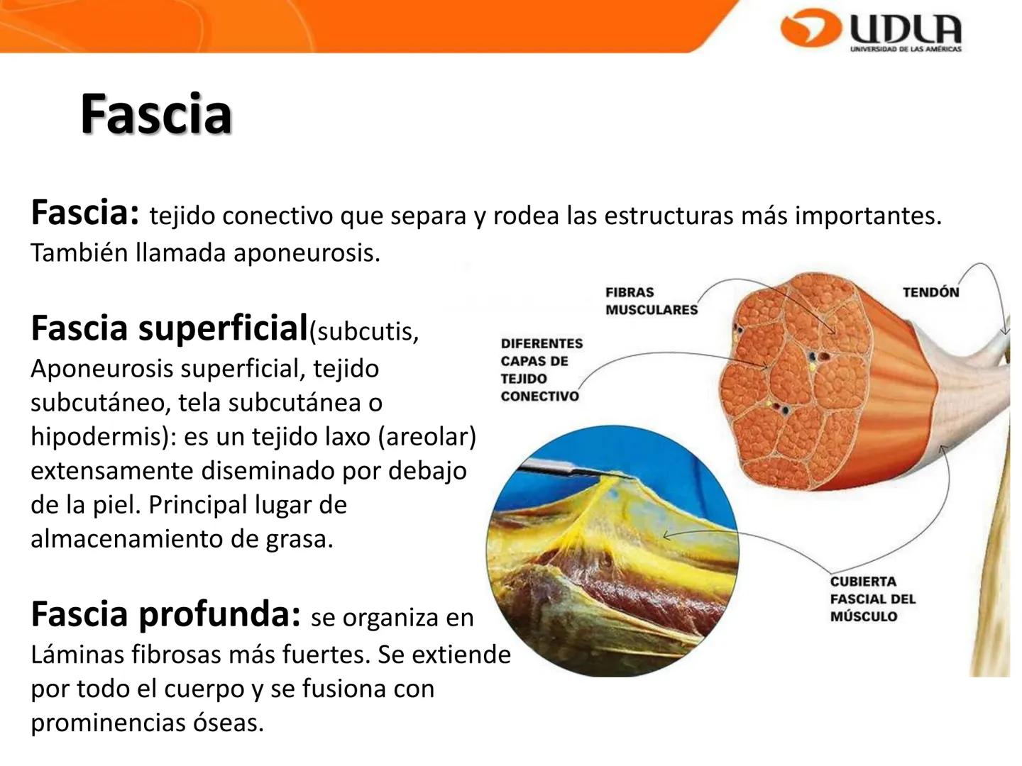 UDLA
UNIVERSIDAD DE LAS AMÉRICAS
Bienvenidos a
ANATOMÍA del CANINO
CVE292 - 2025
M.V. Mariantú Robles Z.
mariantu.robles@edu.udla.cl
MEDICIN