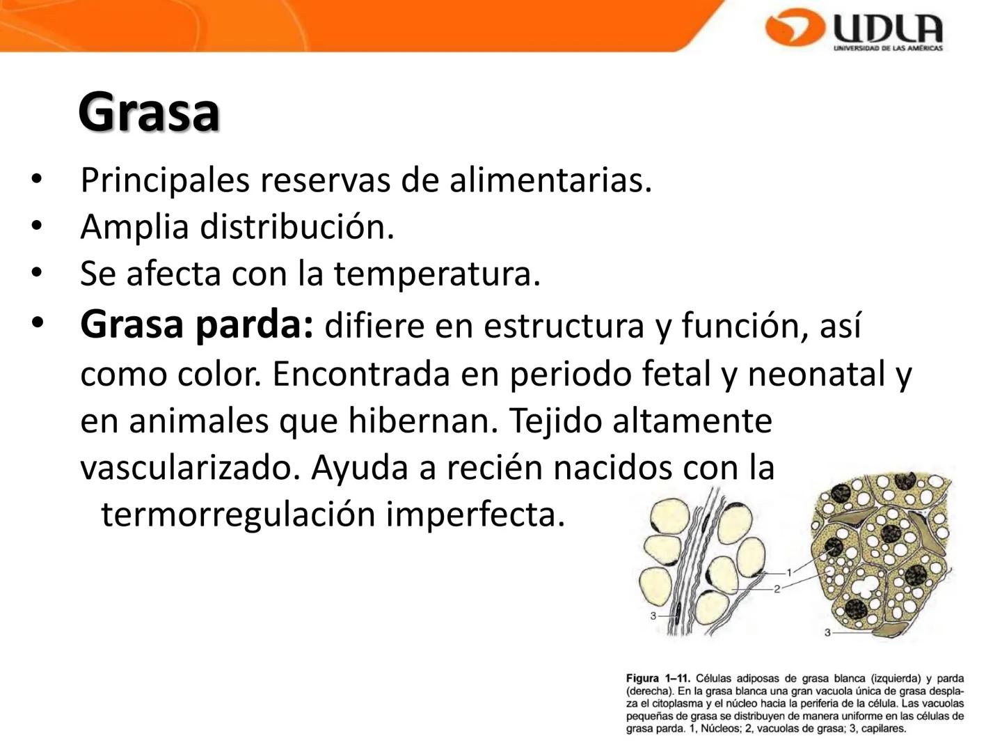 UDLA
UNIVERSIDAD DE LAS AMÉRICAS
Bienvenidos a
ANATOMÍA del CANINO
CVE292 - 2025
M.V. Mariantú Robles Z.
mariantu.robles@edu.udla.cl
MEDICIN