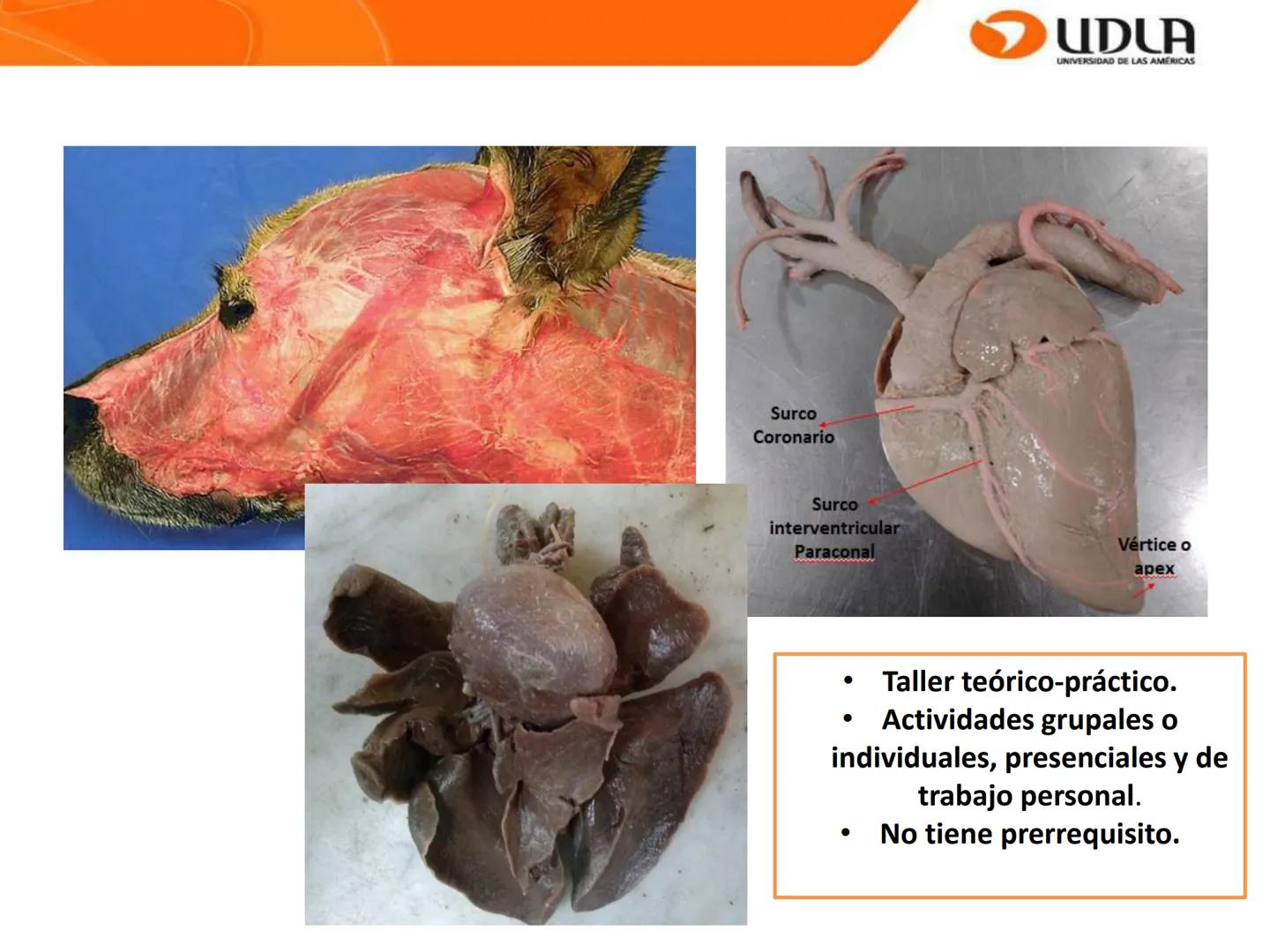 UDLA
UNIVERSIDAD DE LAS AMÉRICAS
Bienvenidos a
ANATOMÍA del CANINO
CVE292 - 2025
M.V. Mariantú Robles Z.
mariantu.robles@edu.udla.cl
MEDICIN