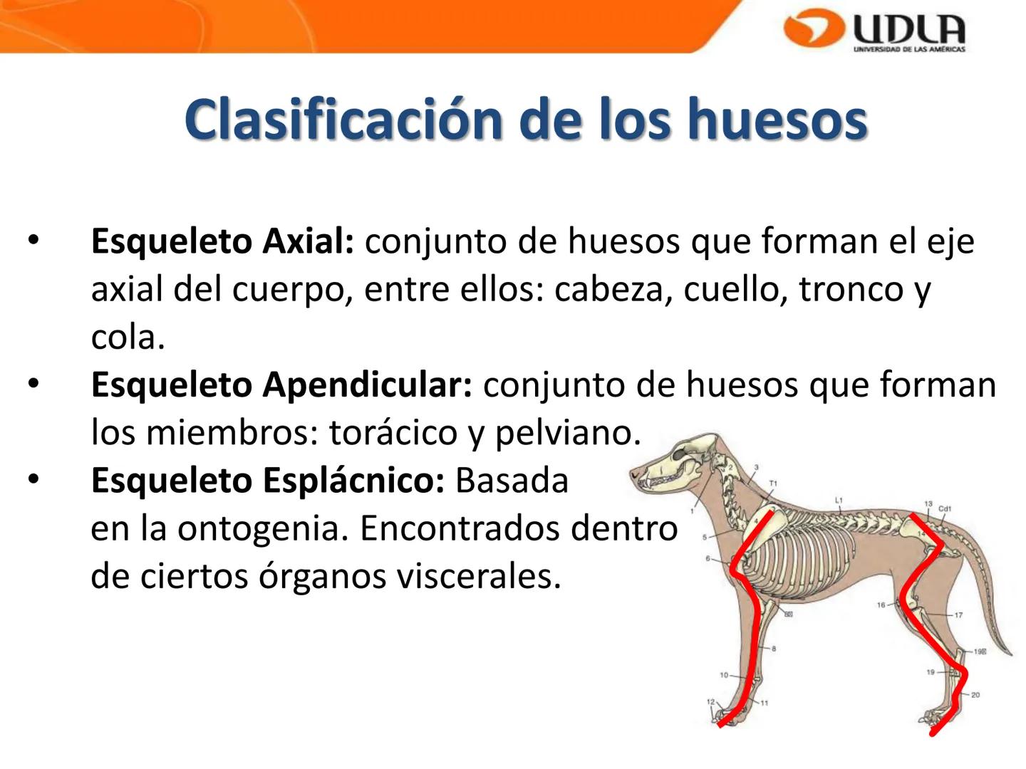 UDLA
UNIVERSIDAD DE LAS AMÉRICAS
Bienvenidos a
ANATOMÍA del CANINO
CVE292 - 2025
M.V. Mariantú Robles Z.
mariantu.robles@edu.udla.cl
MEDICIN