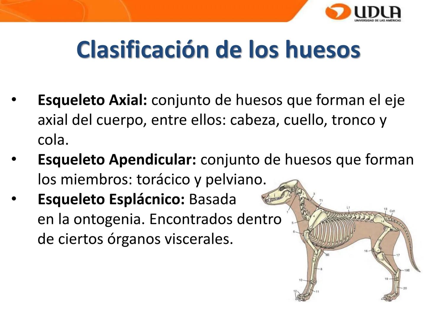 UDLA
UNIVERSIDAD DE LAS AMÉRICAS
Bienvenidos a
ANATOMÍA del CANINO
CVE292 - 2025
M.V. Mariantú Robles Z.
mariantu.robles@edu.udla.cl
MEDICIN