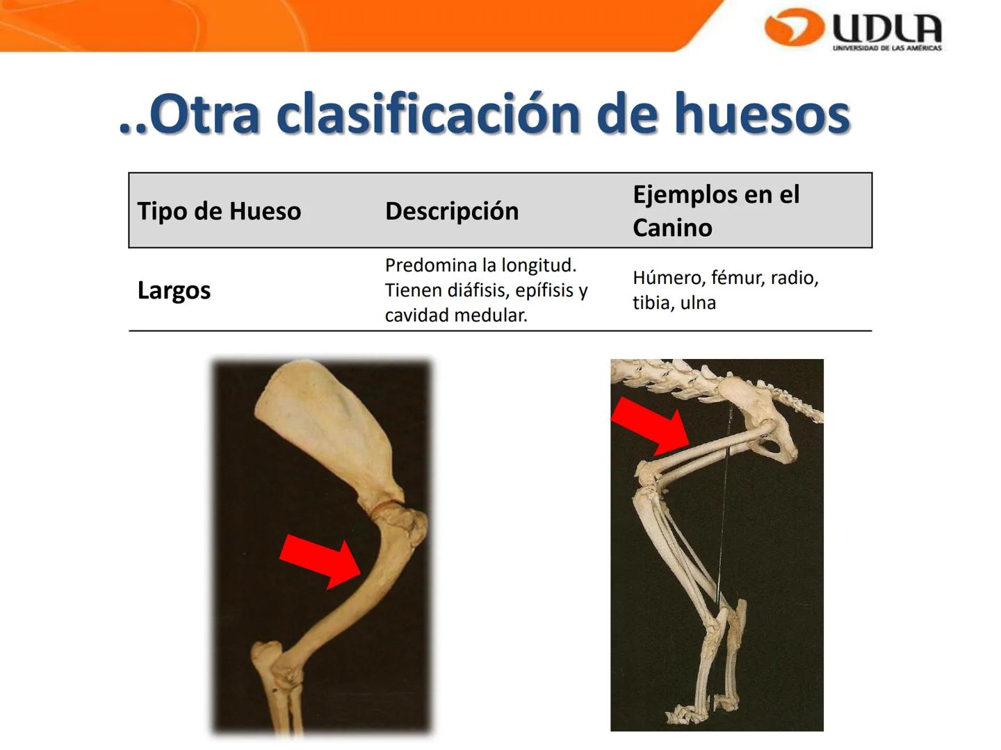 UDLA
UNIVERSIDAD DE LAS AMÉRICAS
Bienvenidos a
ANATOMÍA del CANINO
CVE292 - 2025
M.V. Mariantú Robles Z.
mariantu.robles@edu.udla.cl
MEDICIN