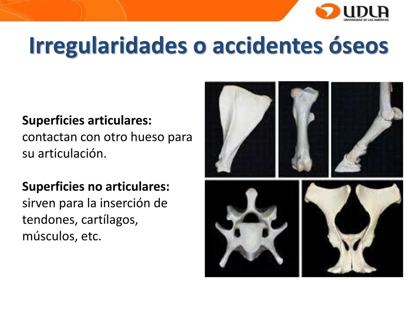 UDLA
UNIVERSIDAD DE LAS AMÉRICAS
Bienvenidos a
ANATOMÍA del CANINO
CVE292 - 2025
M.V. Mariantú Robles Z.
mariantu.robles@edu.udla.cl
MEDICIN
