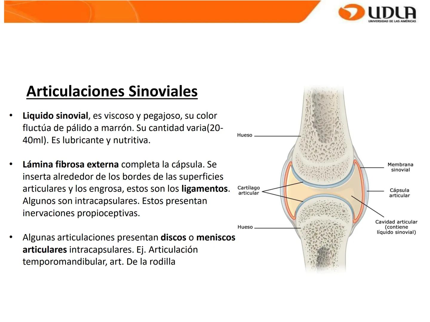 UDLA
UNIVERSIDAD DE LAS AMÉRICAS
Bienvenidos a
ΑΝΑΤΟΜΙΑ del CANINO
CVE292 - 2025
M.V. Mariantú Robles Z.
mariantu.robles@edu.udla.cl
MEDICIN