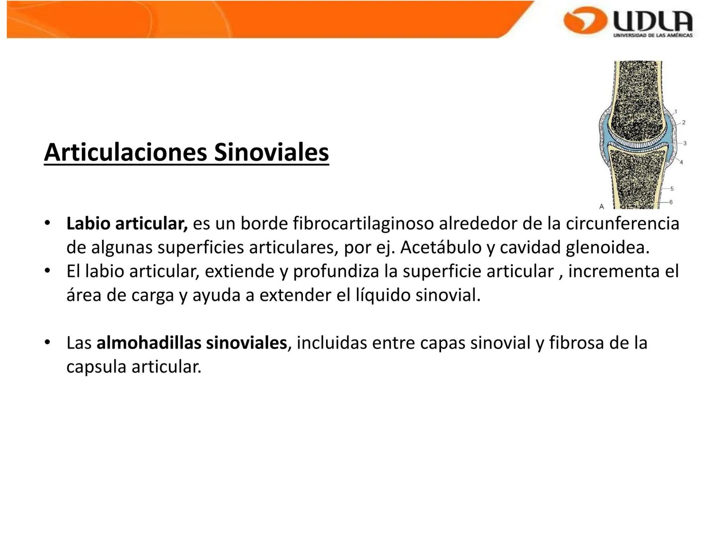 UDLA
UNIVERSIDAD DE LAS AMÉRICAS
Bienvenidos a
ΑΝΑΤΟΜΙΑ del CANINO
CVE292 - 2025
M.V. Mariantú Robles Z.
mariantu.robles@edu.udla.cl
MEDICIN