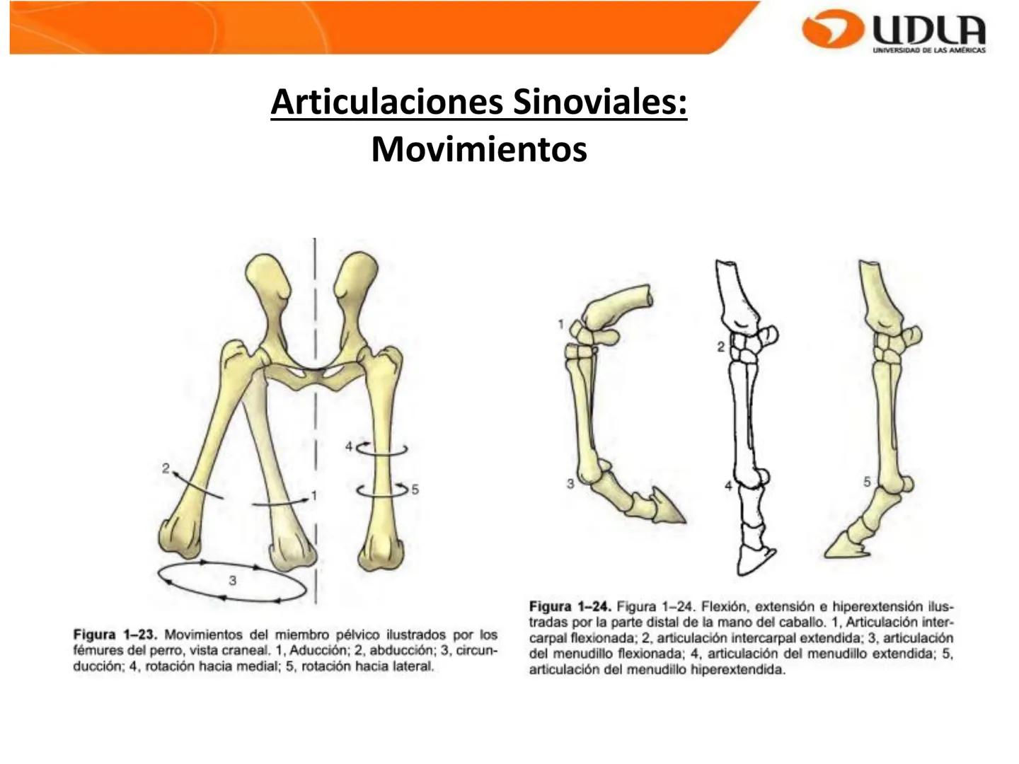 UDLA
UNIVERSIDAD DE LAS AMÉRICAS
Bienvenidos a
ΑΝΑΤΟΜΙΑ del CANINO
CVE292 - 2025
M.V. Mariantú Robles Z.
mariantu.robles@edu.udla.cl
MEDICIN