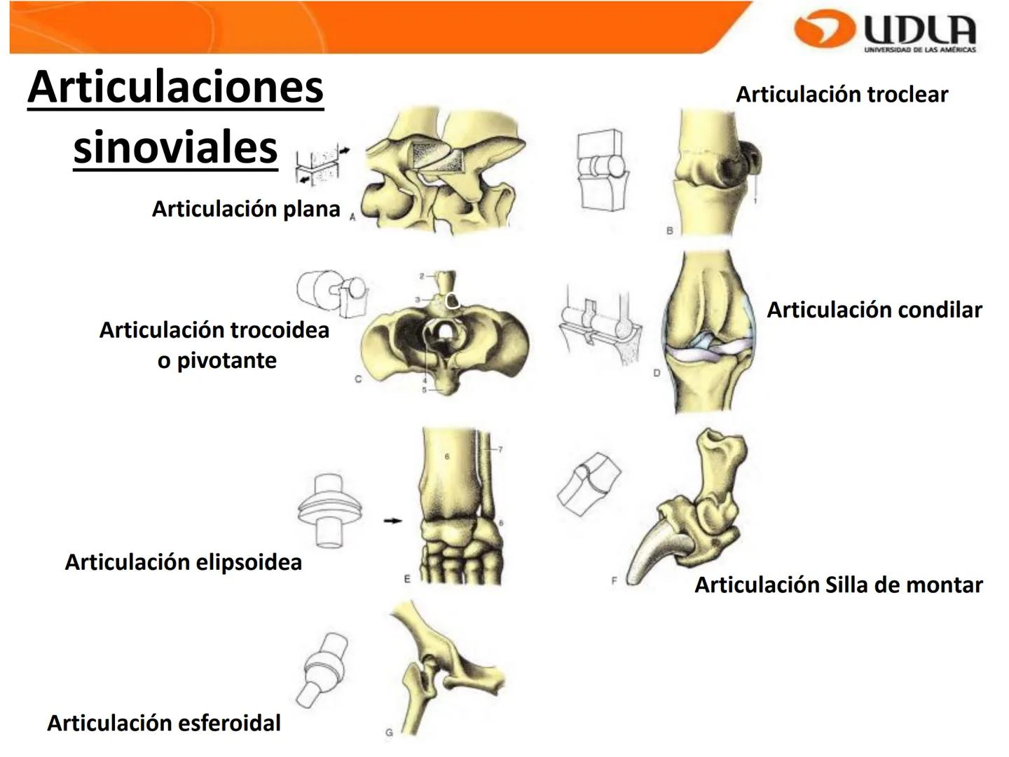 UDLA
UNIVERSIDAD DE LAS AMÉRICAS
Bienvenidos a
ΑΝΑΤΟΜΙΑ del CANINO
CVE292 - 2025
M.V. Mariantú Robles Z.
mariantu.robles@edu.udla.cl
MEDICIN