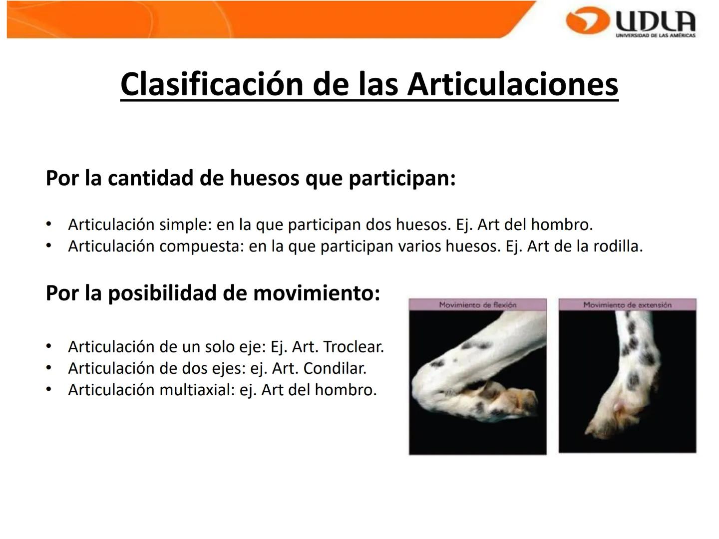 UDLA
UNIVERSIDAD DE LAS AMÉRICAS
Bienvenidos a
ΑΝΑΤΟΜΙΑ del CANINO
CVE292 - 2025
M.V. Mariantú Robles Z.
mariantu.robles@edu.udla.cl
MEDICIN