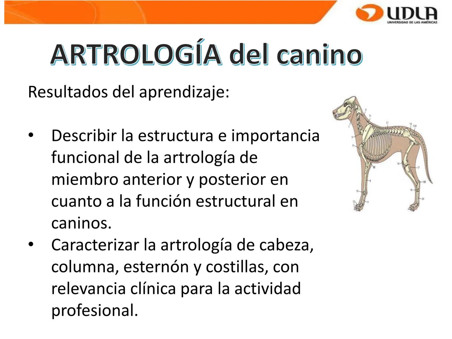 UDLA
UNIVERSIDAD DE LAS AMÉRICAS
Bienvenidos a
ΑΝΑΤΟΜΙΑ del CANINO
CVE292 - 2025
M.V. Mariantú Robles Z.
mariantu.robles@edu.udla.cl
MEDICIN