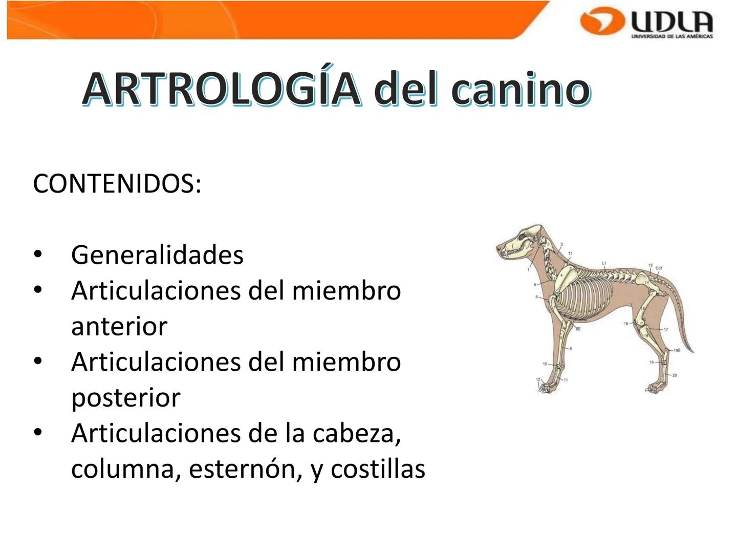 UDLA
UNIVERSIDAD DE LAS AMÉRICAS
Bienvenidos a
ΑΝΑΤΟΜΙΑ del CANINO
CVE292 - 2025
M.V. Mariantú Robles Z.
mariantu.robles@edu.udla.cl
MEDICIN