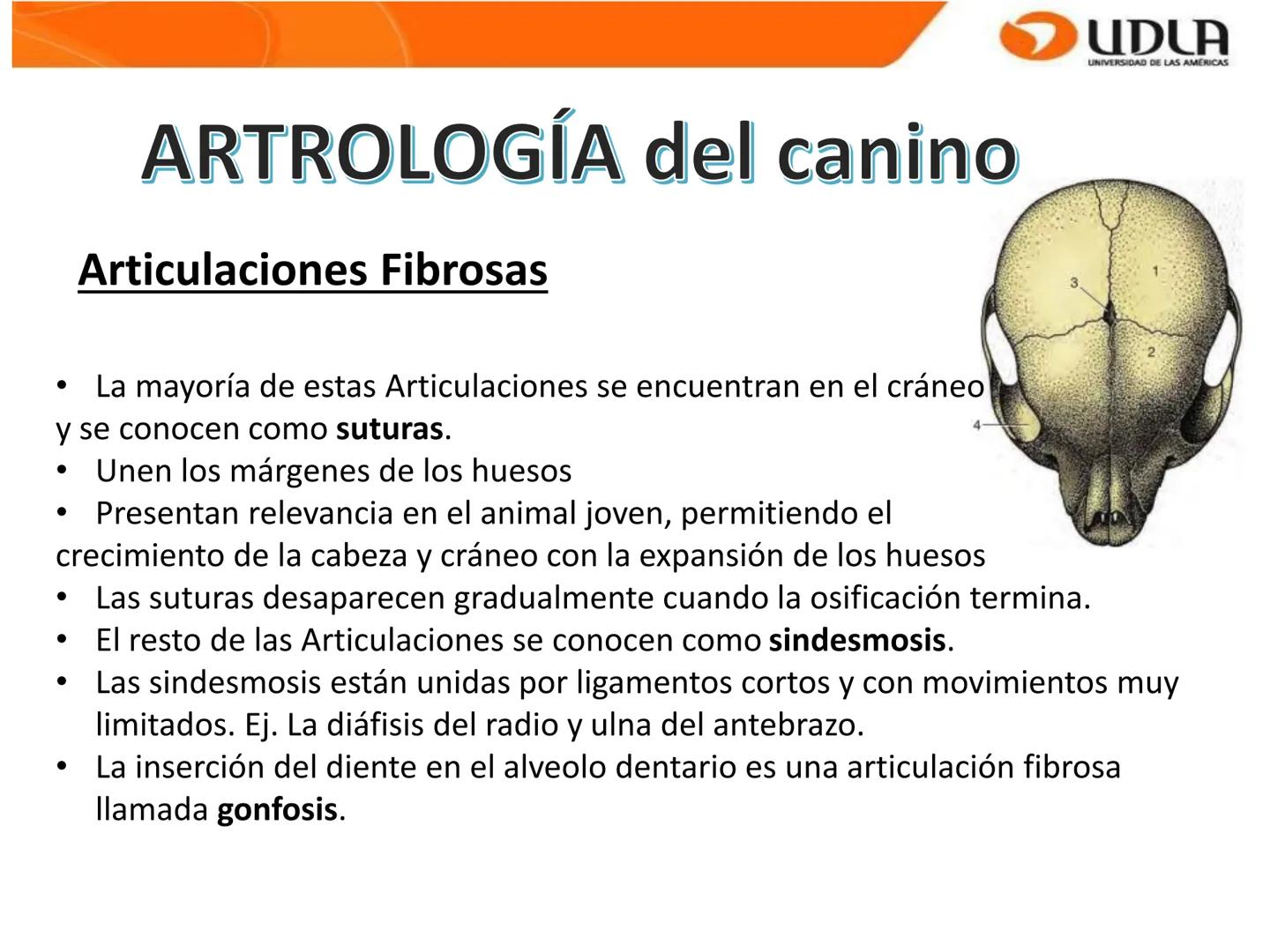 UDLA
UNIVERSIDAD DE LAS AMÉRICAS
Bienvenidos a
ΑΝΑΤΟΜΙΑ del CANINO
CVE292 - 2025
M.V. Mariantú Robles Z.
mariantu.robles@edu.udla.cl
MEDICIN