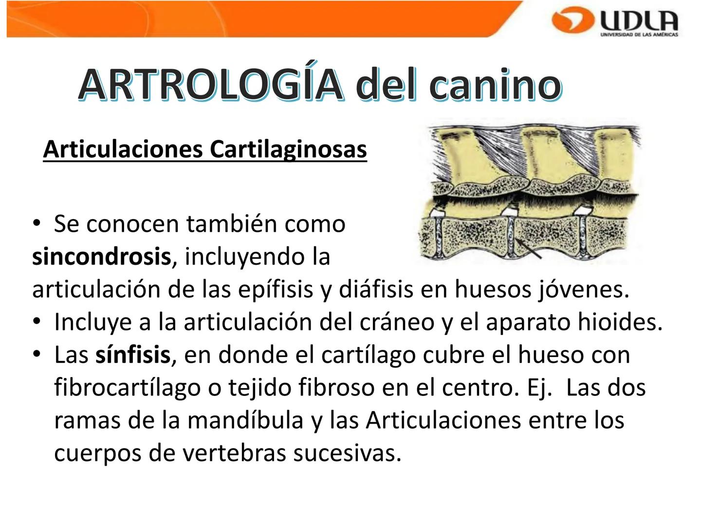UDLA
UNIVERSIDAD DE LAS AMÉRICAS
Bienvenidos a
ΑΝΑΤΟΜΙΑ del CANINO
CVE292 - 2025
M.V. Mariantú Robles Z.
mariantu.robles@edu.udla.cl
MEDICIN