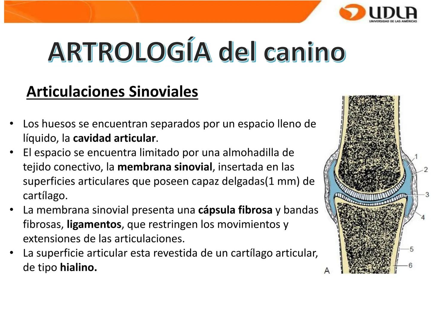UDLA
UNIVERSIDAD DE LAS AMÉRICAS
Bienvenidos a
ΑΝΑΤΟΜΙΑ del CANINO
CVE292 - 2025
M.V. Mariantú Robles Z.
mariantu.robles@edu.udla.cl
MEDICIN
