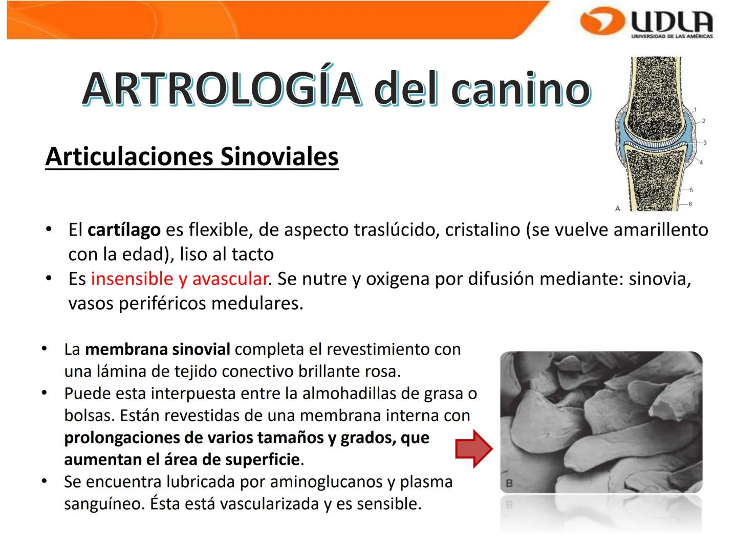 UDLA
UNIVERSIDAD DE LAS AMÉRICAS
Bienvenidos a
ΑΝΑΤΟΜΙΑ del CANINO
CVE292 - 2025
M.V. Mariantú Robles Z.
mariantu.robles@edu.udla.cl
MEDICIN