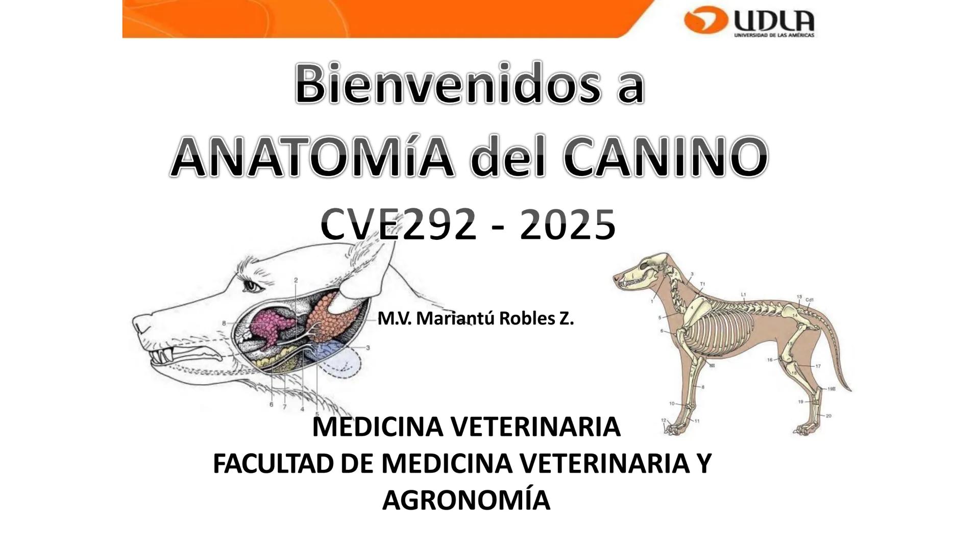 UDLA
UNIVERSIDAD DE LAS AMERICAS
Bienvenidos a
ANATOMÍA del CANINO
CVE292 - 2025
M.V. Mariantú Robles Z.
MEDICINA VETERINARIA
FACULTAD DE ME