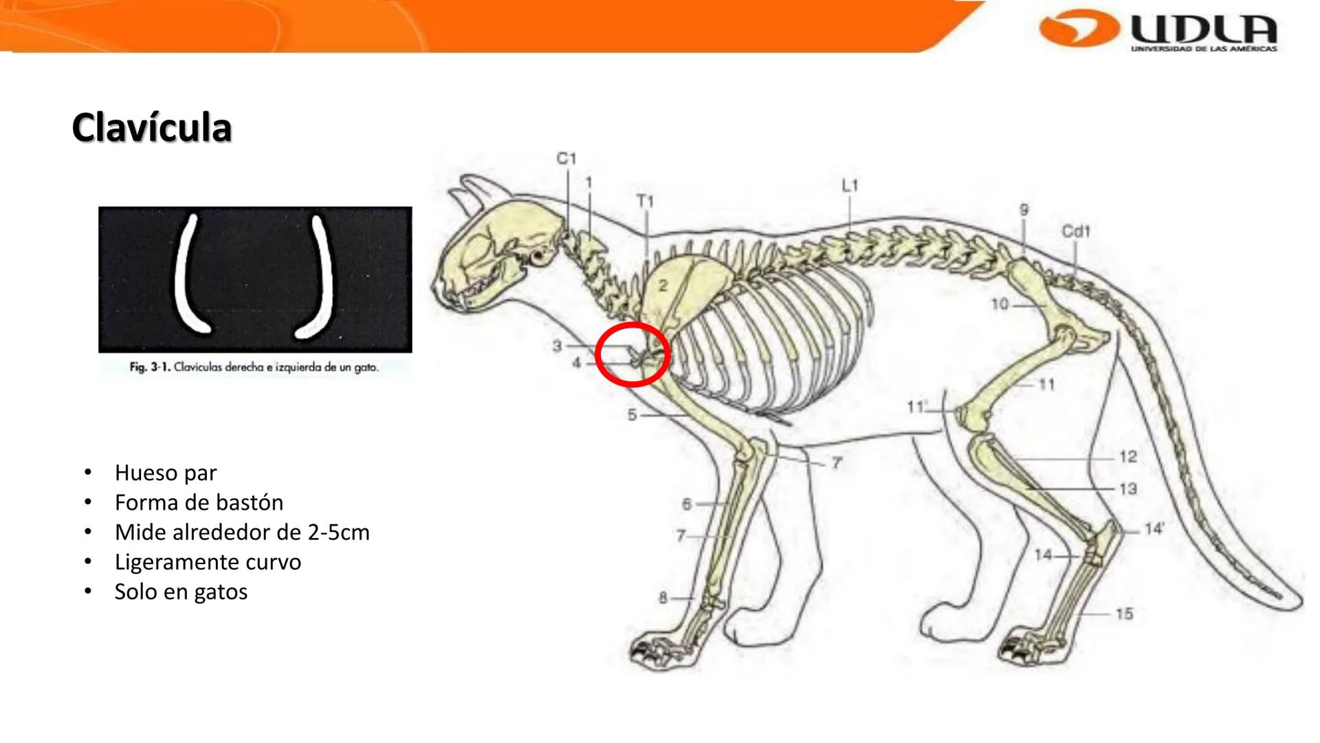 UDLA
UNIVERSIDAD DE LAS AMERICAS
Bienvenidos a
ANATOMÍA del CANINO
CVE292 - 2025
M.V. Mariantú Robles Z.
MEDICINA VETERINARIA
FACULTAD DE ME
