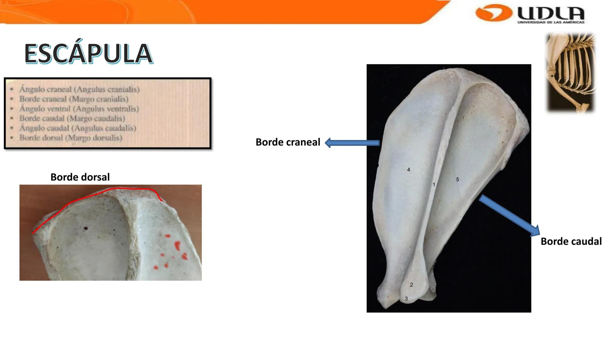 UDLA
UNIVERSIDAD DE LAS AMERICAS
Bienvenidos a
ANATOMÍA del CANINO
CVE292 - 2025
M.V. Mariantú Robles Z.
MEDICINA VETERINARIA
FACULTAD DE ME