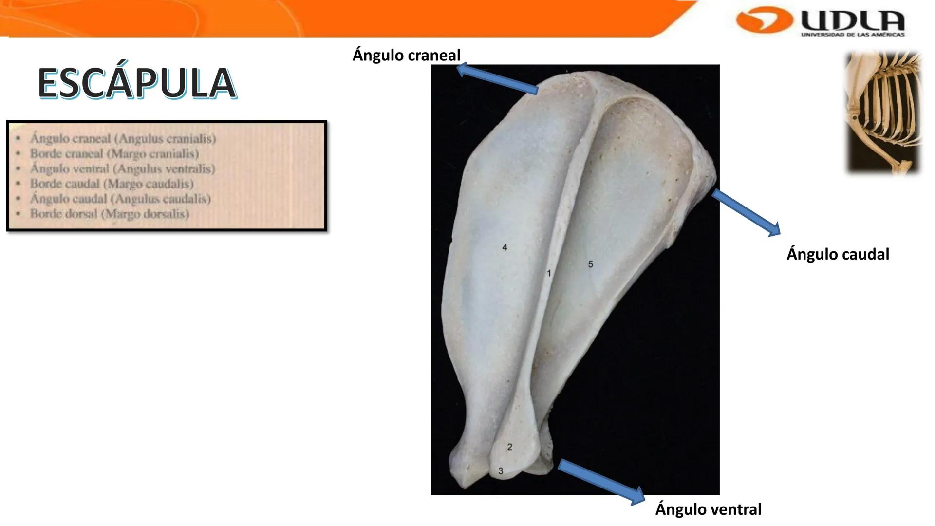 UDLA
UNIVERSIDAD DE LAS AMERICAS
Bienvenidos a
ANATOMÍA del CANINO
CVE292 - 2025
M.V. Mariantú Robles Z.
MEDICINA VETERINARIA
FACULTAD DE ME