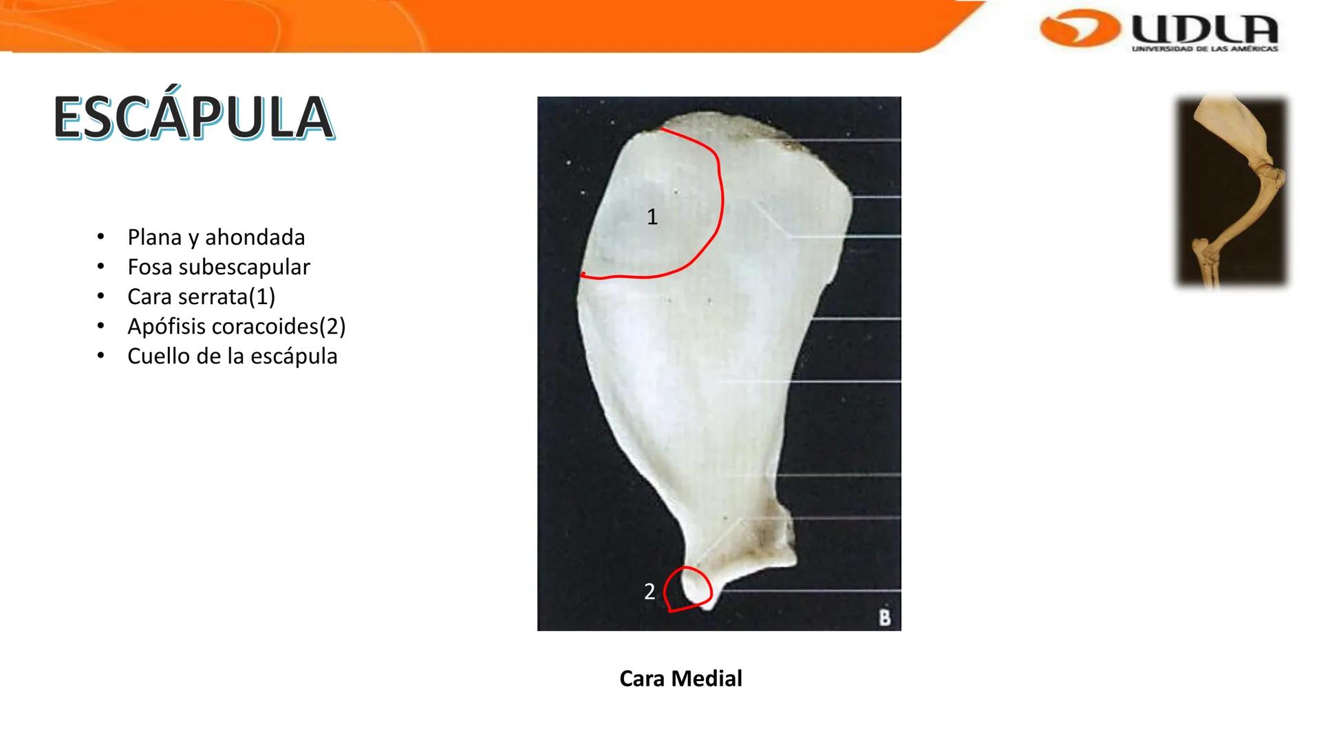 UDLA
UNIVERSIDAD DE LAS AMERICAS
Bienvenidos a
ANATOMÍA del CANINO
CVE292 - 2025
M.V. Mariantú Robles Z.
MEDICINA VETERINARIA
FACULTAD DE ME