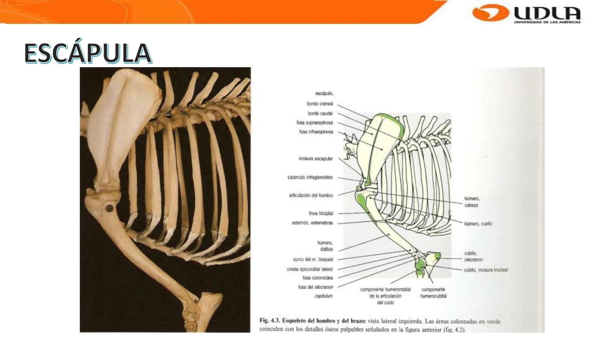 UDLA
UNIVERSIDAD DE LAS AMERICAS
Bienvenidos a
ANATOMÍA del CANINO
CVE292 - 2025
M.V. Mariantú Robles Z.
MEDICINA VETERINARIA
FACULTAD DE ME