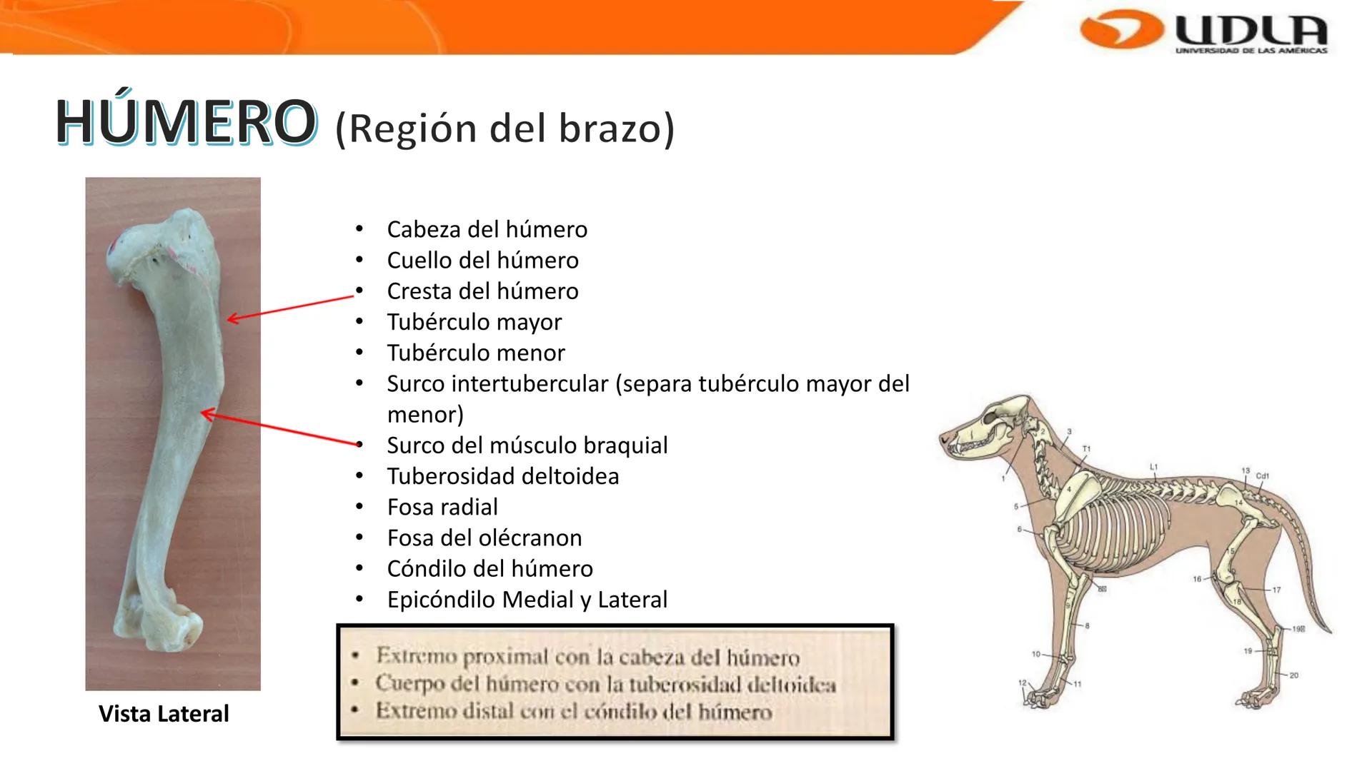 UDLA
UNIVERSIDAD DE LAS AMERICAS
Bienvenidos a
ANATOMÍA del CANINO
CVE292 - 2025
M.V. Mariantú Robles Z.
MEDICINA VETERINARIA
FACULTAD DE ME