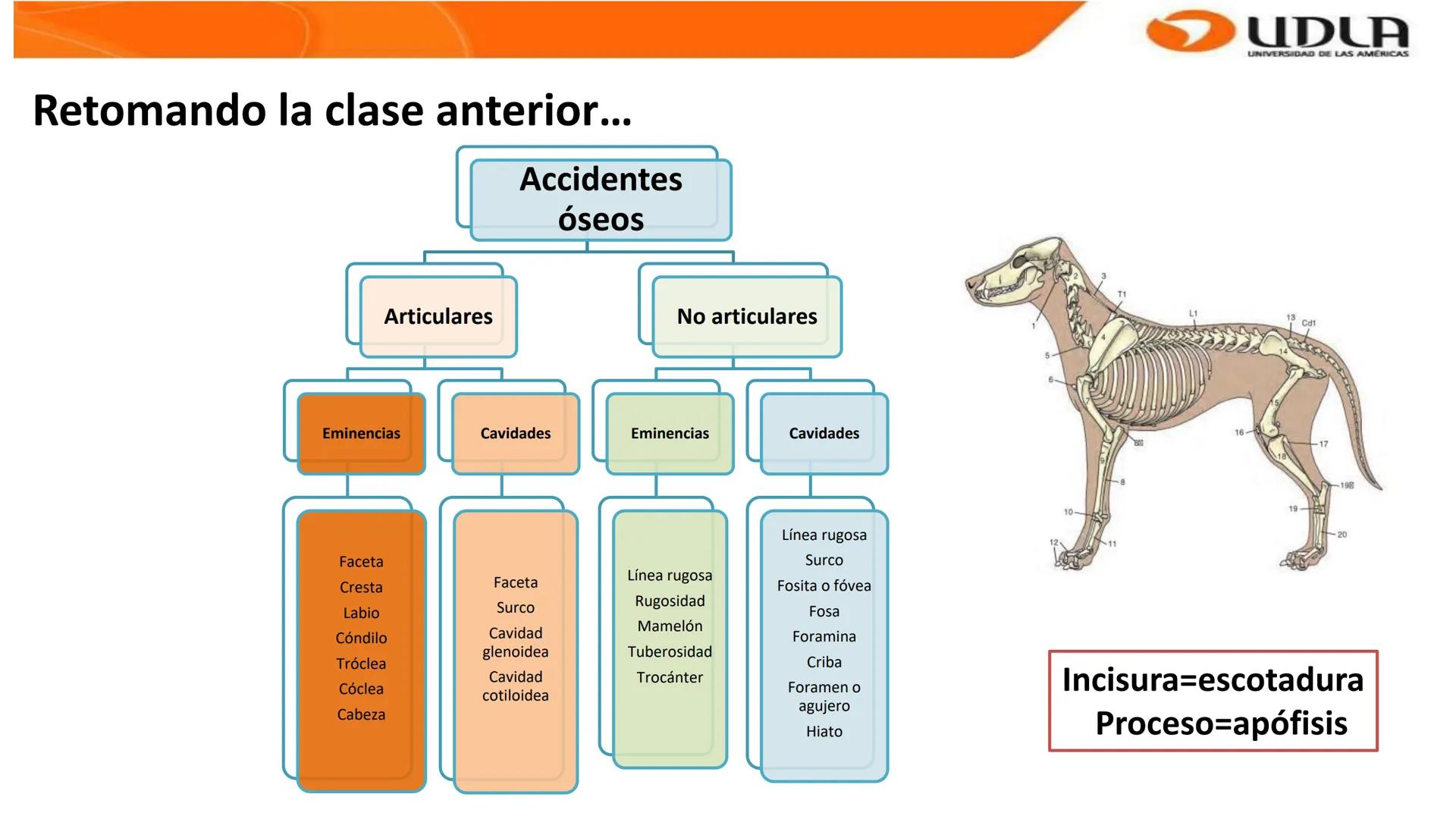 UDLA
UNIVERSIDAD DE LAS AMERICAS
Bienvenidos a
ANATOMÍA del CANINO
CVE292 - 2025
M.V. Mariantú Robles Z.
MEDICINA VETERINARIA
FACULTAD DE ME