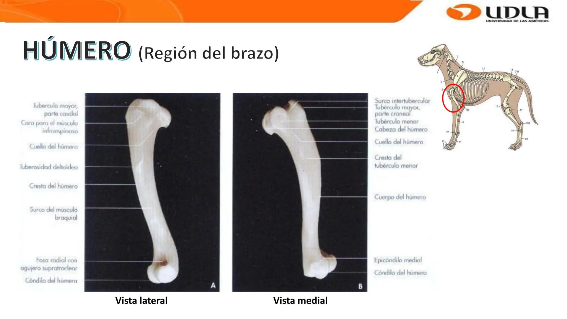 UDLA
UNIVERSIDAD DE LAS AMERICAS
Bienvenidos a
ANATOMÍA del CANINO
CVE292 - 2025
M.V. Mariantú Robles Z.
MEDICINA VETERINARIA
FACULTAD DE ME
