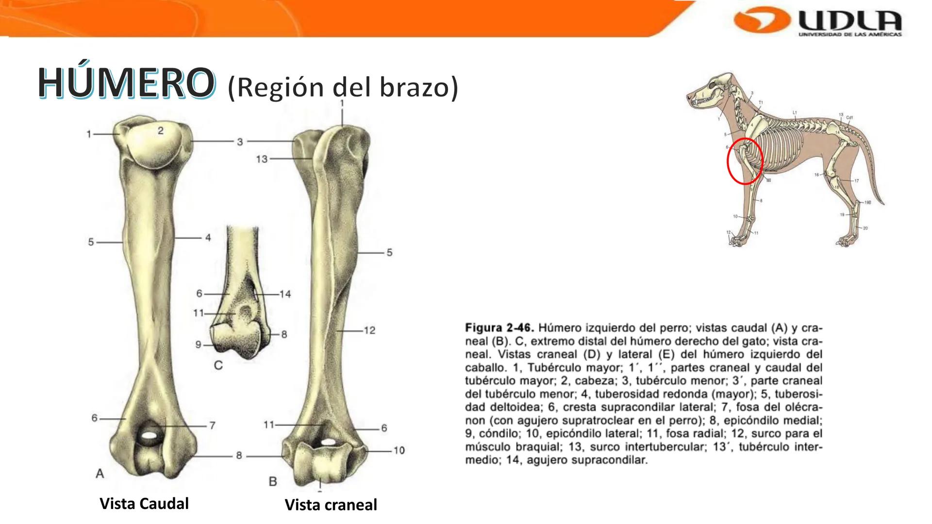 UDLA
UNIVERSIDAD DE LAS AMERICAS
Bienvenidos a
ANATOMÍA del CANINO
CVE292 - 2025
M.V. Mariantú Robles Z.
MEDICINA VETERINARIA
FACULTAD DE ME
