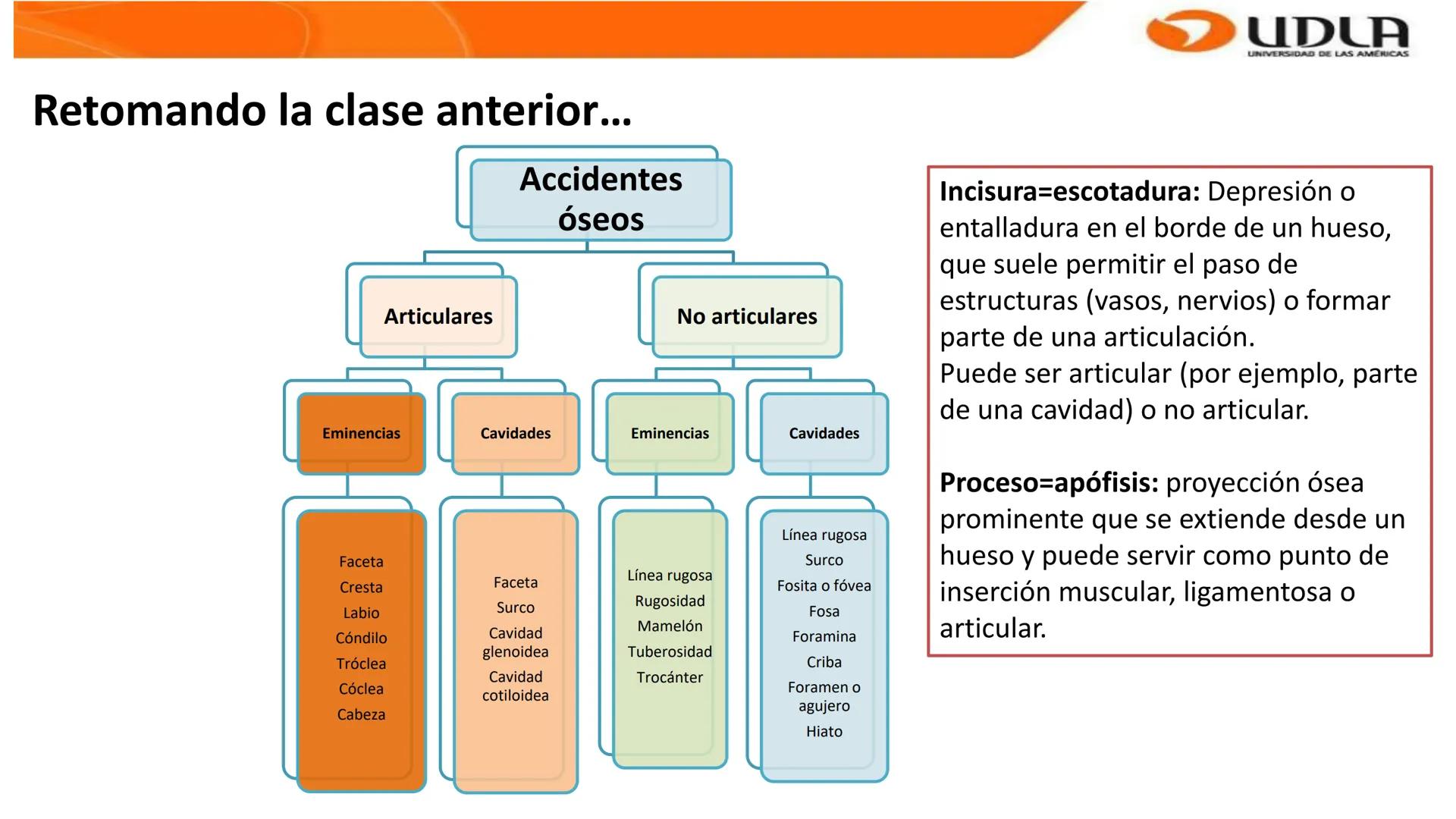 UDLA
UNIVERSIDAD DE LAS AMERICAS
Bienvenidos a
ANATOMÍA del CANINO
CVE292 - 2025
M.V. Mariantú Robles Z.
MEDICINA VETERINARIA
FACULTAD DE ME