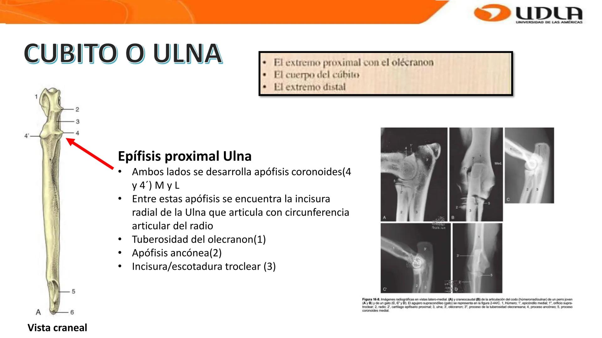 UDLA
UNIVERSIDAD DE LAS AMERICAS
Bienvenidos a
ANATOMÍA del CANINO
CVE292 - 2025
M.V. Mariantú Robles Z.
MEDICINA VETERINARIA
FACULTAD DE ME