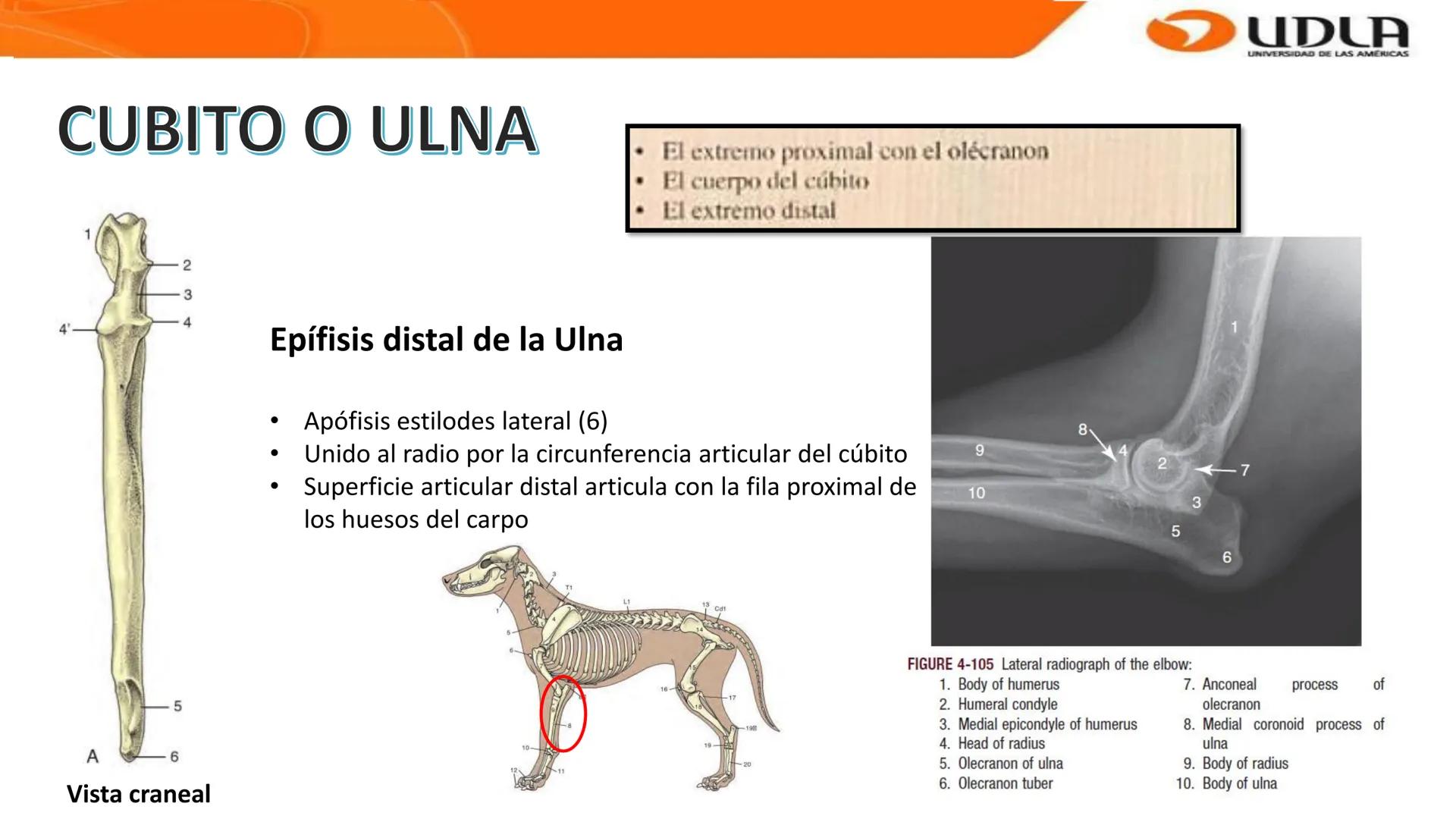 UDLA
UNIVERSIDAD DE LAS AMERICAS
Bienvenidos a
ANATOMÍA del CANINO
CVE292 - 2025
M.V. Mariantú Robles Z.
MEDICINA VETERINARIA
FACULTAD DE ME