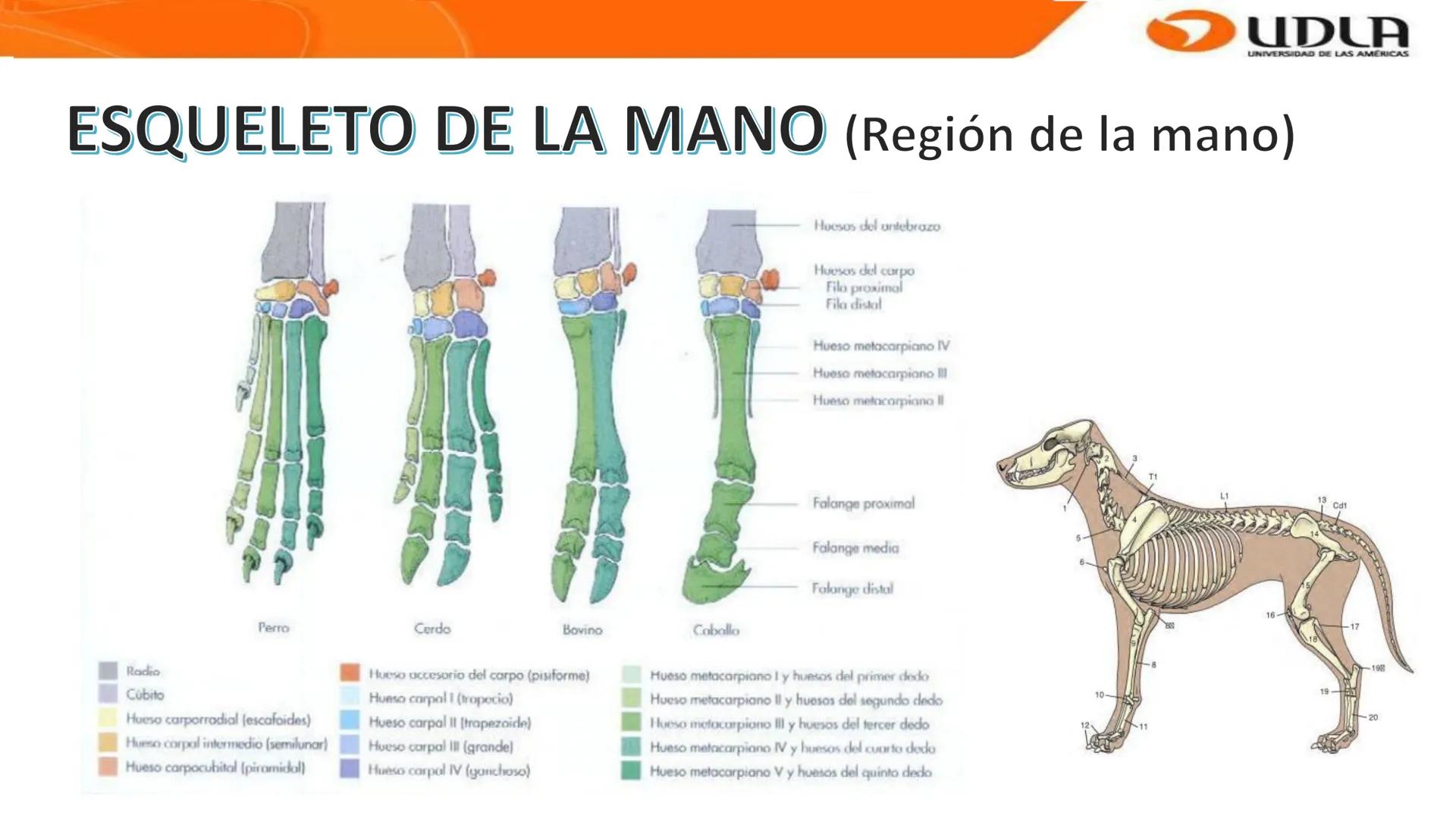 UDLA
UNIVERSIDAD DE LAS AMERICAS
Bienvenidos a
ANATOMÍA del CANINO
CVE292 - 2025
M.V. Mariantú Robles Z.
MEDICINA VETERINARIA
FACULTAD DE ME