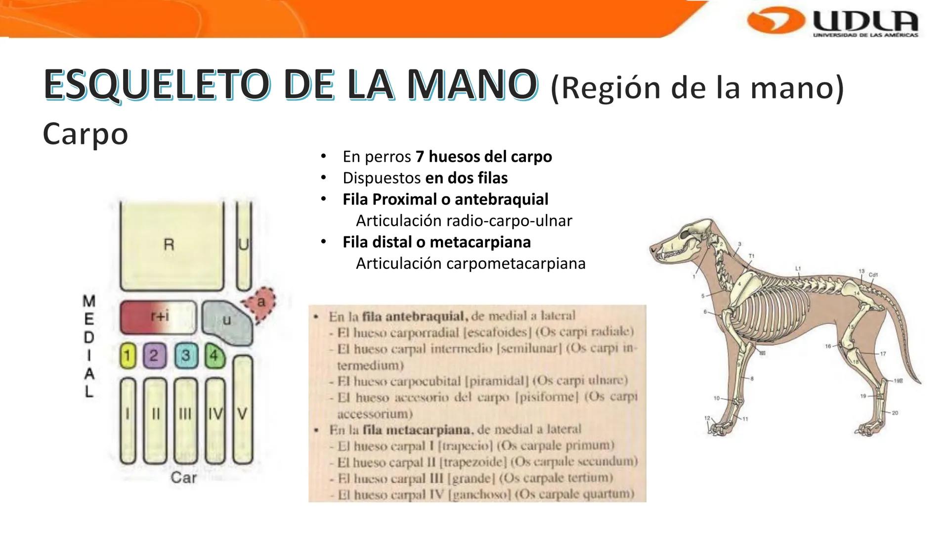 UDLA
UNIVERSIDAD DE LAS AMERICAS
Bienvenidos a
ANATOMÍA del CANINO
CVE292 - 2025
M.V. Mariantú Robles Z.
MEDICINA VETERINARIA
FACULTAD DE ME