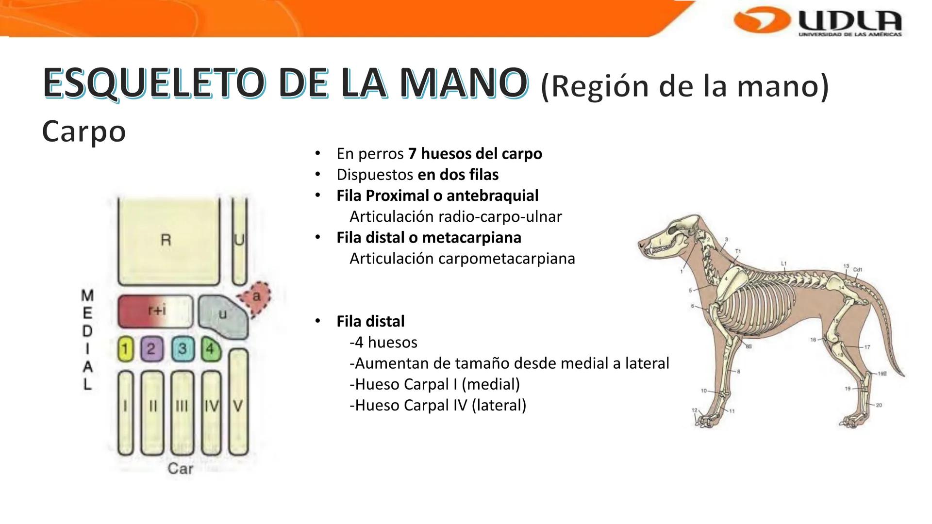UDLA
UNIVERSIDAD DE LAS AMERICAS
Bienvenidos a
ANATOMÍA del CANINO
CVE292 - 2025
M.V. Mariantú Robles Z.
MEDICINA VETERINARIA
FACULTAD DE ME