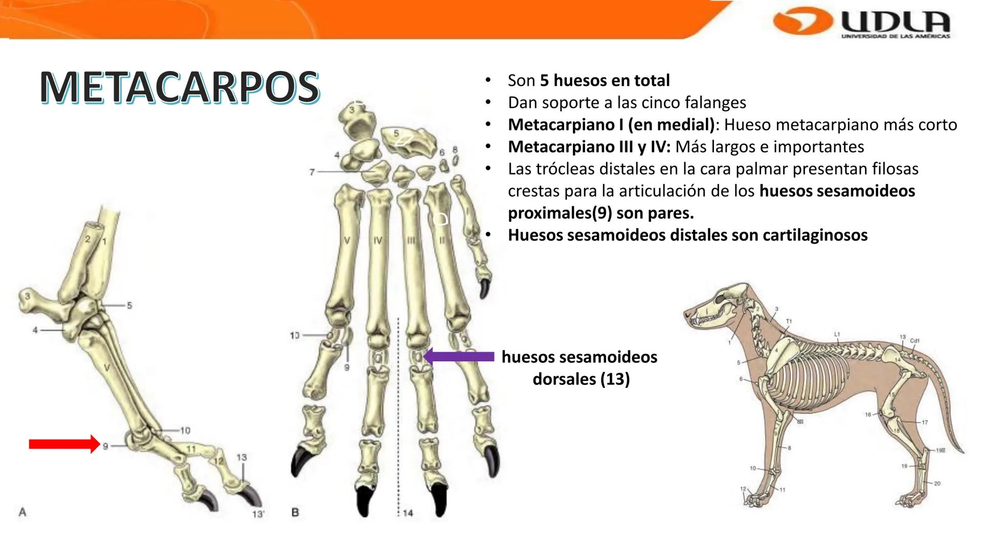 UDLA
UNIVERSIDAD DE LAS AMERICAS
Bienvenidos a
ANATOMÍA del CANINO
CVE292 - 2025
M.V. Mariantú Robles Z.
MEDICINA VETERINARIA
FACULTAD DE ME