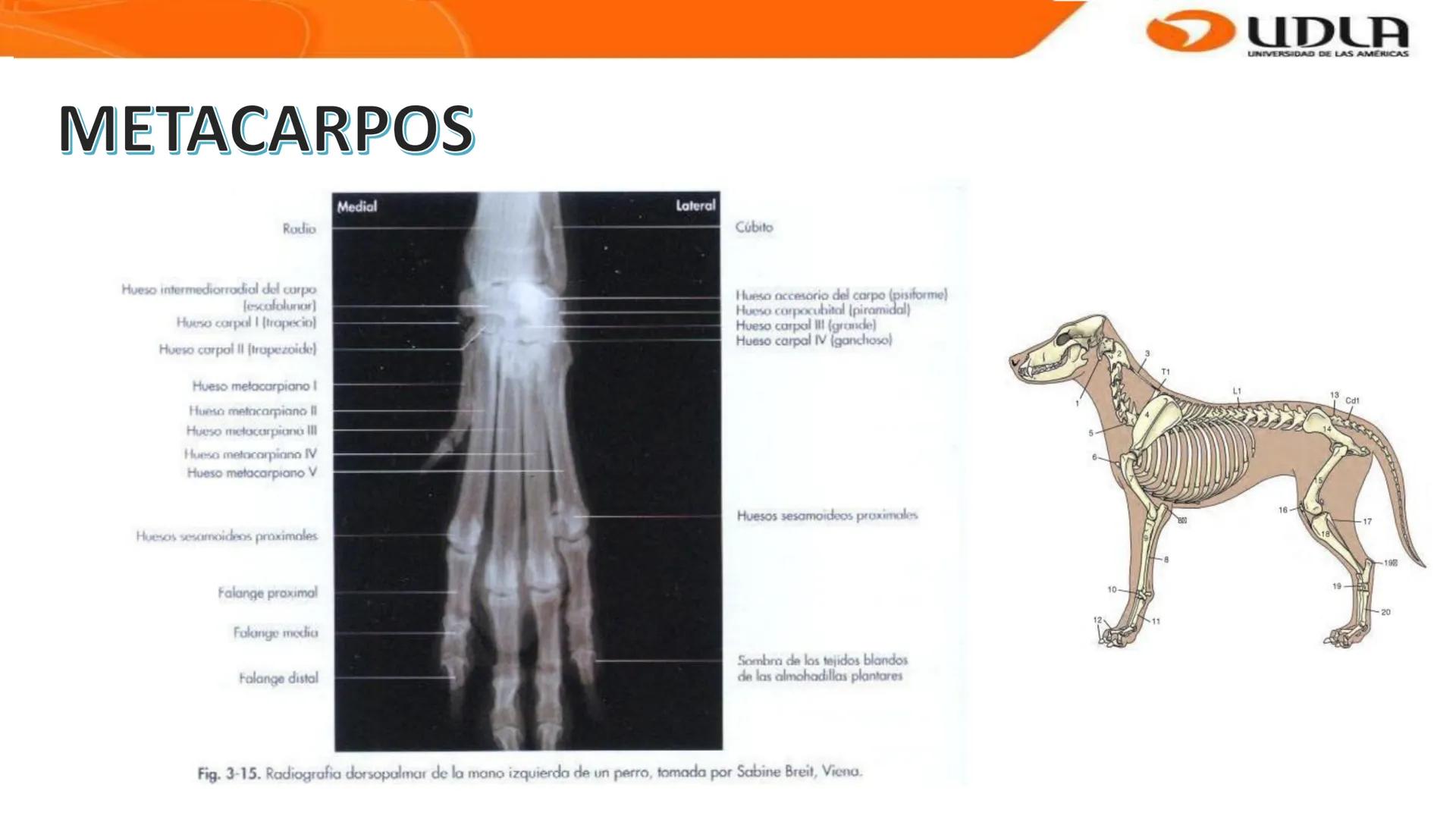 UDLA
UNIVERSIDAD DE LAS AMERICAS
Bienvenidos a
ANATOMÍA del CANINO
CVE292 - 2025
M.V. Mariantú Robles Z.
MEDICINA VETERINARIA
FACULTAD DE ME