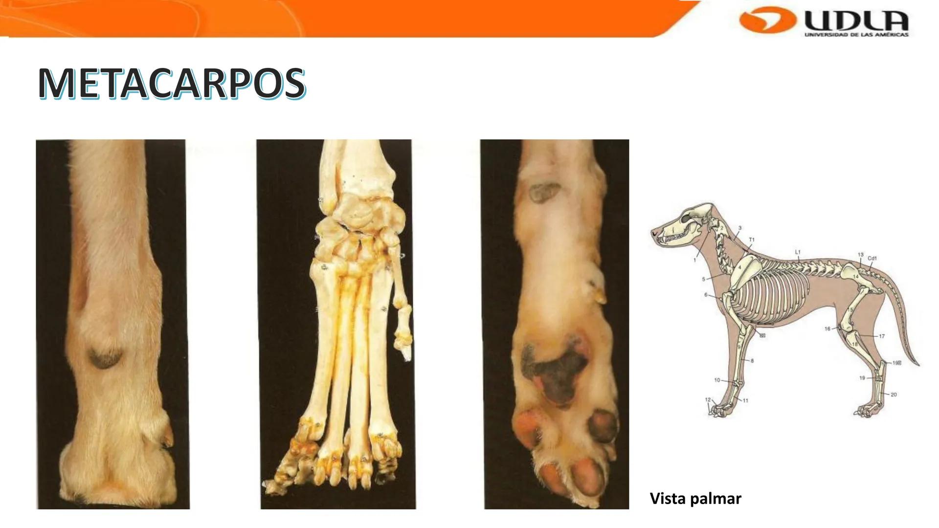 UDLA
UNIVERSIDAD DE LAS AMERICAS
Bienvenidos a
ANATOMÍA del CANINO
CVE292 - 2025
M.V. Mariantú Robles Z.
MEDICINA VETERINARIA
FACULTAD DE ME