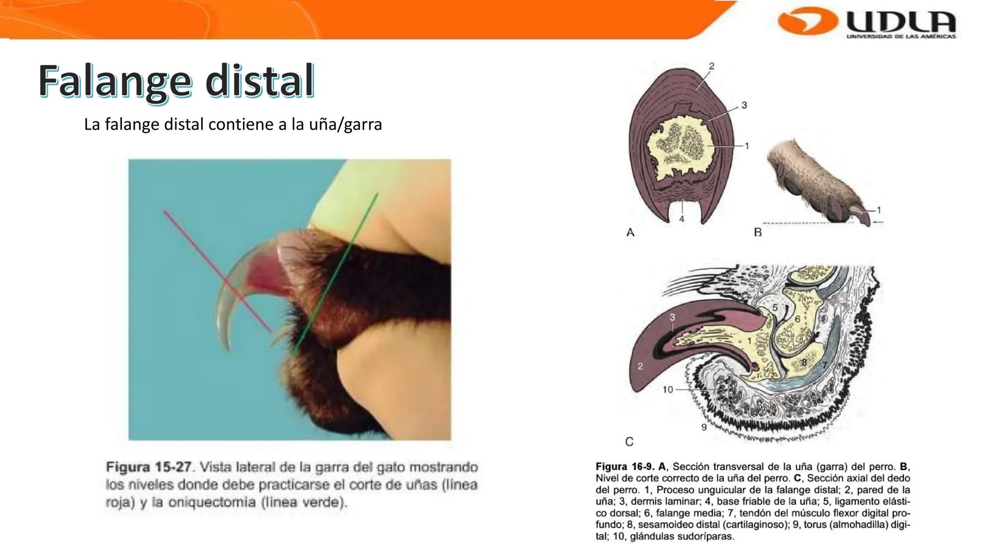 UDLA
UNIVERSIDAD DE LAS AMERICAS
Bienvenidos a
ANATOMÍA del CANINO
CVE292 - 2025
M.V. Mariantú Robles Z.
MEDICINA VETERINARIA
FACULTAD DE ME