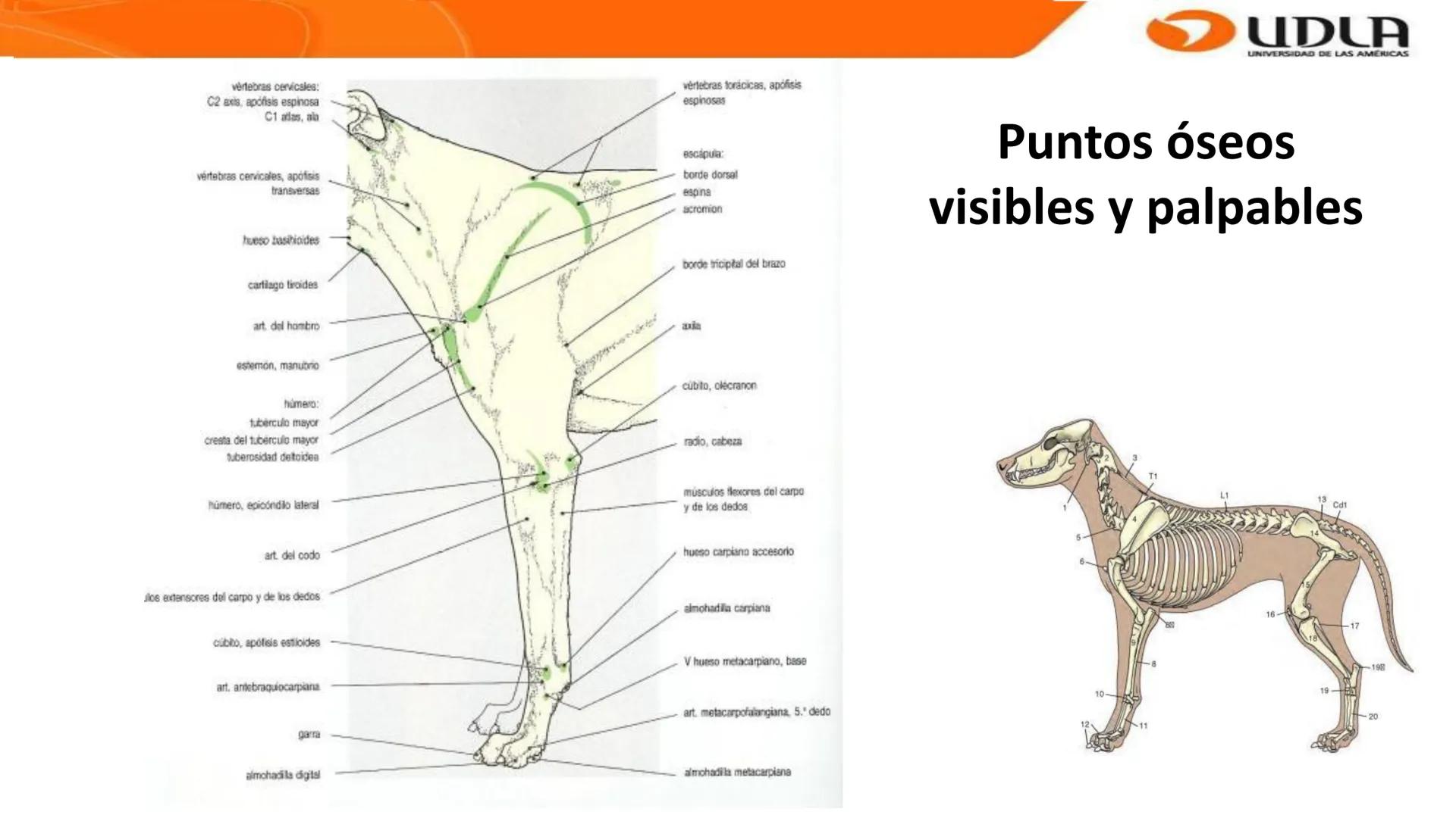 UDLA
UNIVERSIDAD DE LAS AMERICAS
Bienvenidos a
ANATOMÍA del CANINO
CVE292 - 2025
M.V. Mariantú Robles Z.
MEDICINA VETERINARIA
FACULTAD DE ME