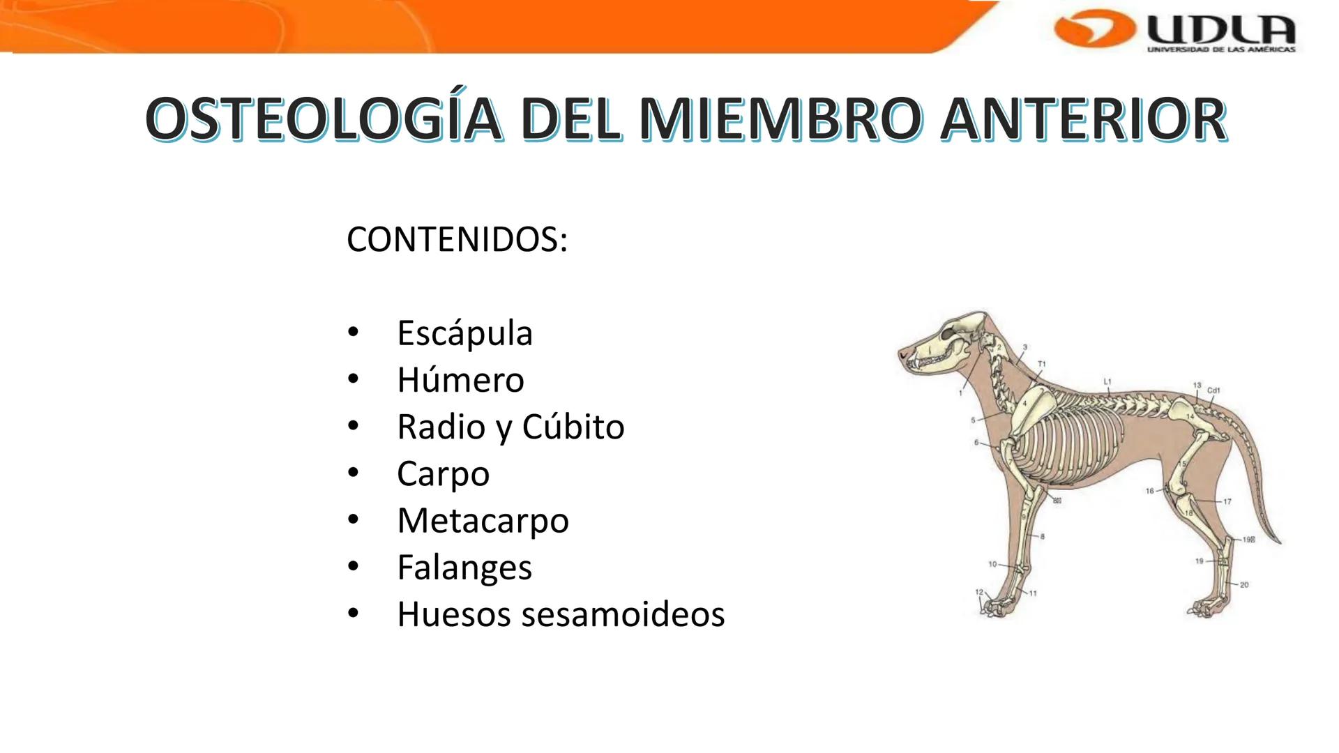 UDLA
UNIVERSIDAD DE LAS AMERICAS
Bienvenidos a
ANATOMÍA del CANINO
CVE292 - 2025
M.V. Mariantú Robles Z.
MEDICINA VETERINARIA
FACULTAD DE ME