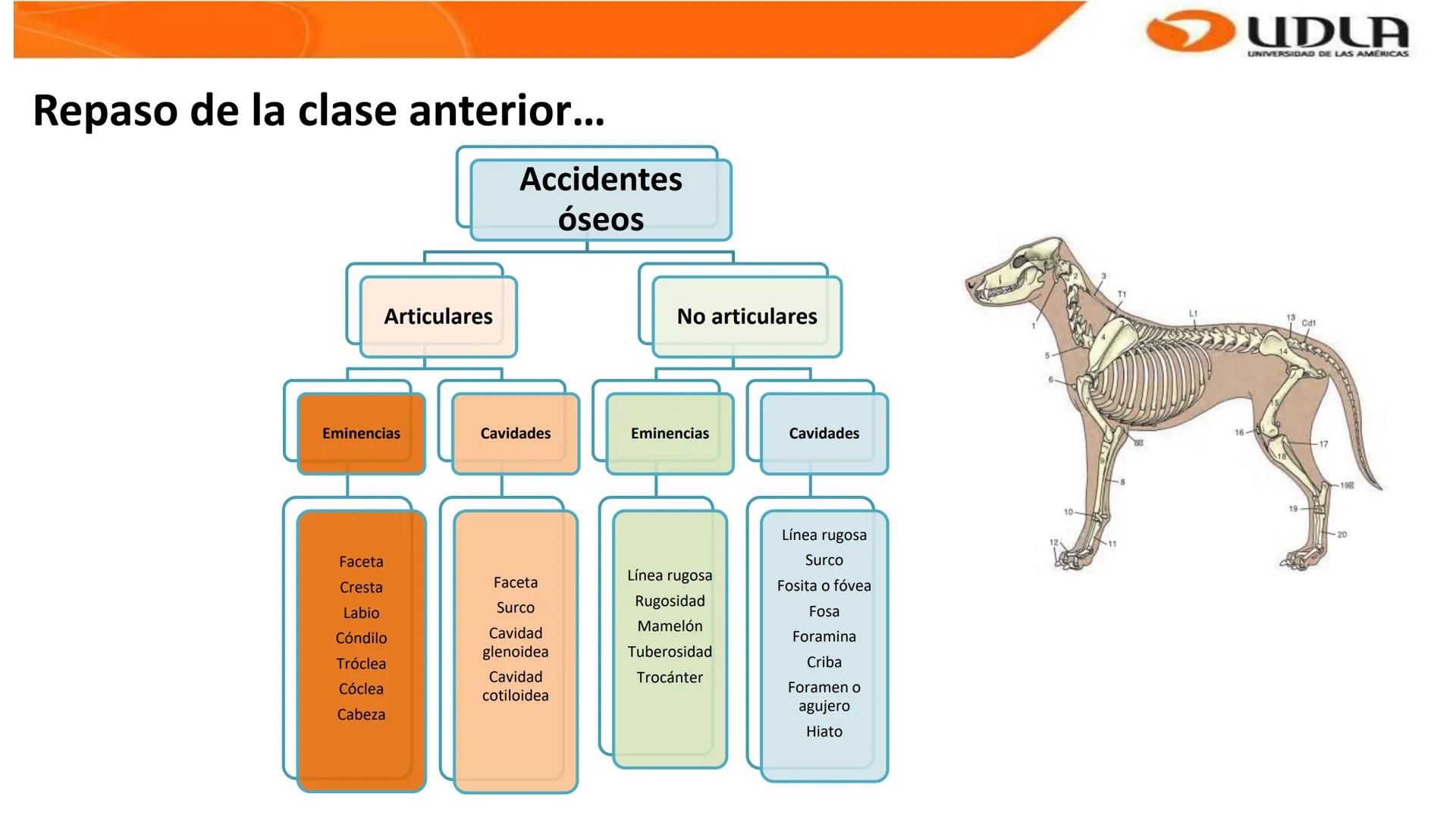 UDLA
UNIVERSIDAD DE LAS AMERICAS
Bienvenidos a
ANATOMÍA del CANINO
CVE292 - 2025
M.V. Mariantú Robles Z.
MEDICINA VETERINARIA
FACULTAD DE ME
